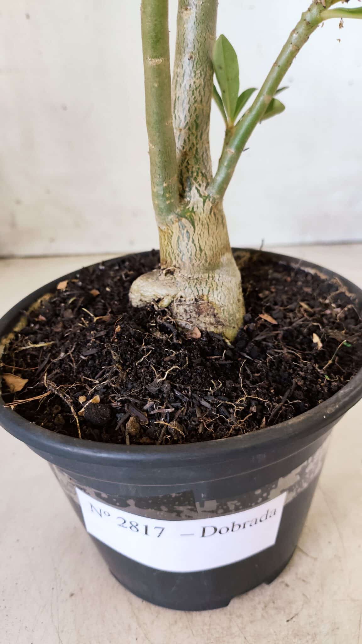 Planta Dobrada 2817 – 30cm – 02 anos