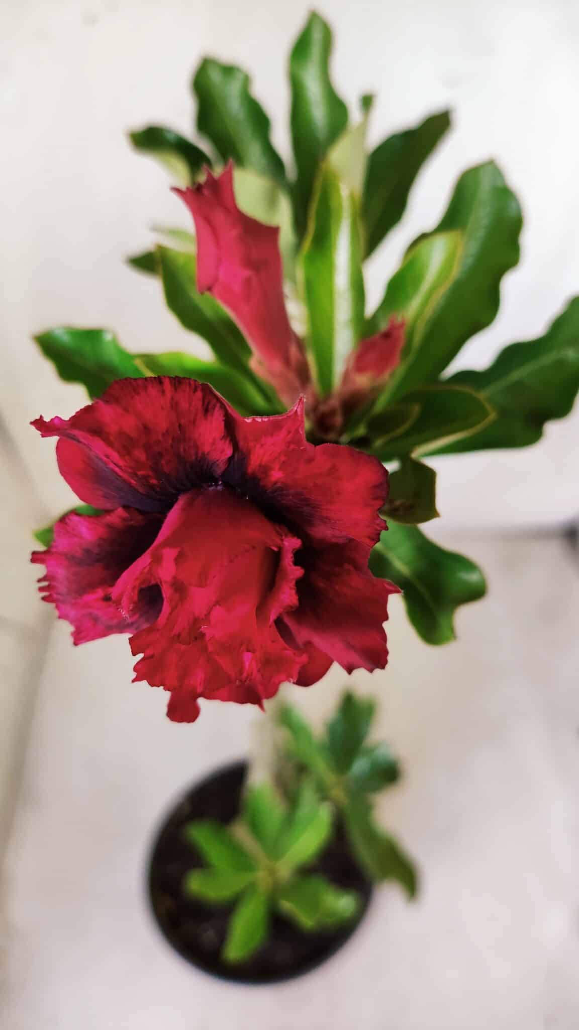 Planta Dobrada 2817 – 30cm – 02 anos