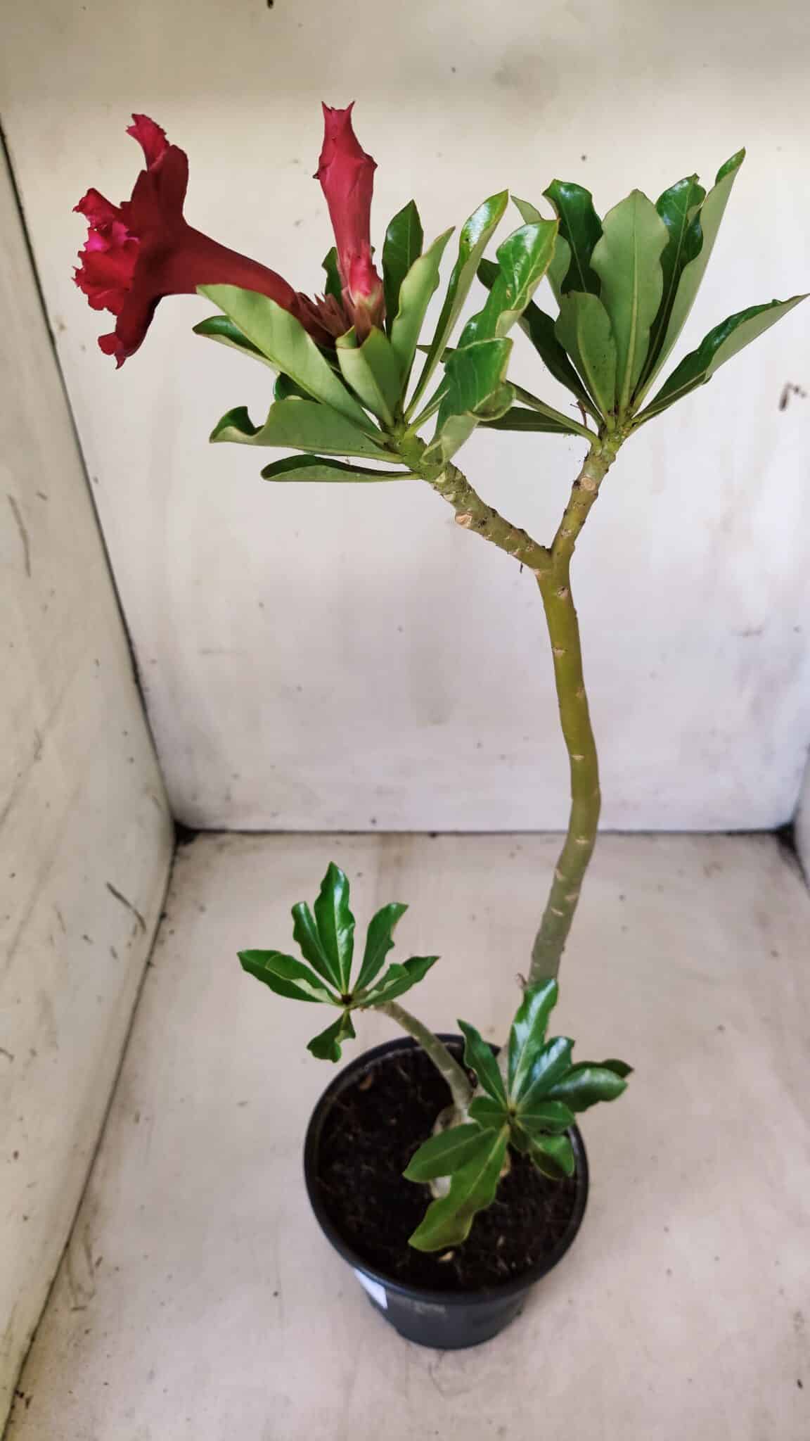 Planta Dobrada 2817 – 30cm – 02 anos
