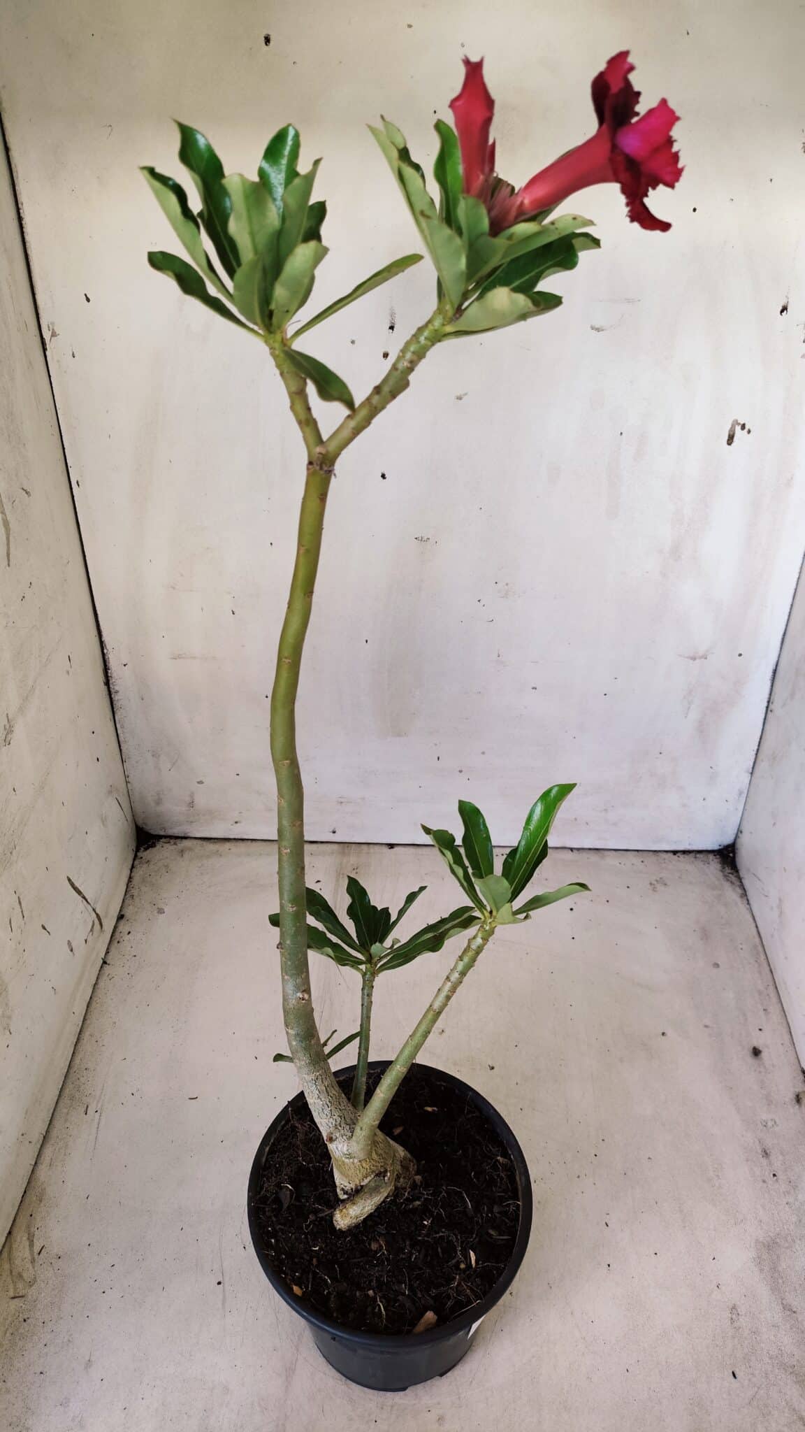 Planta Dobrada 2817 – 30cm – 02 anos