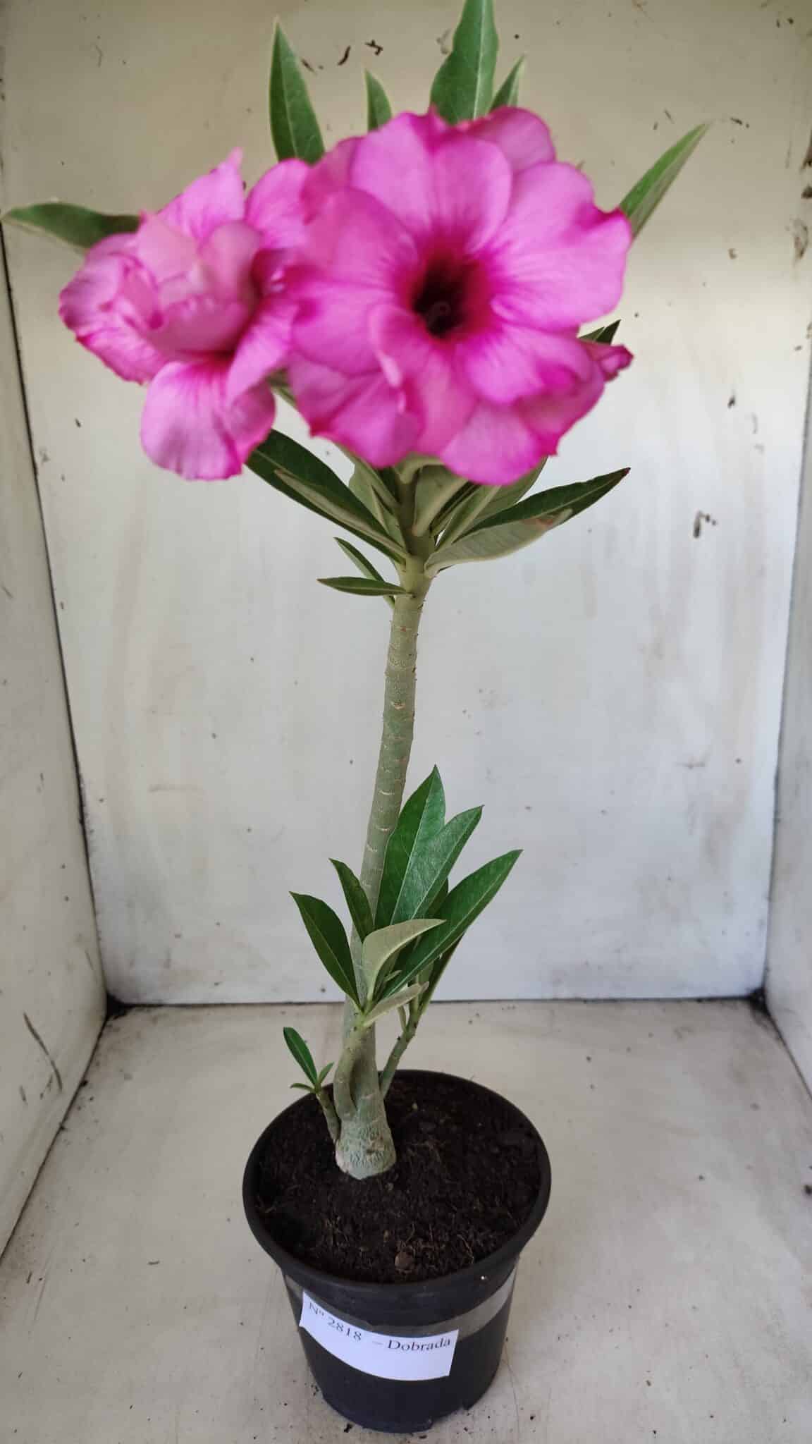 Planta Dobrada 2818 – 30cm – 02 anos