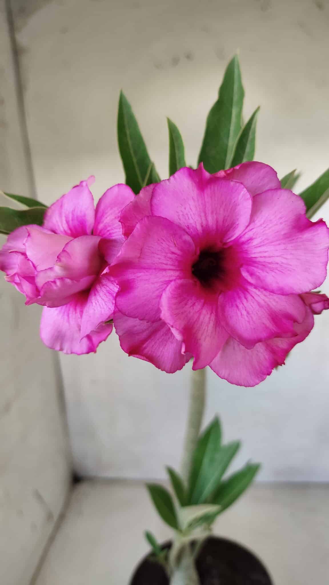 Planta Dobrada 2818 – 30cm – 02 anos