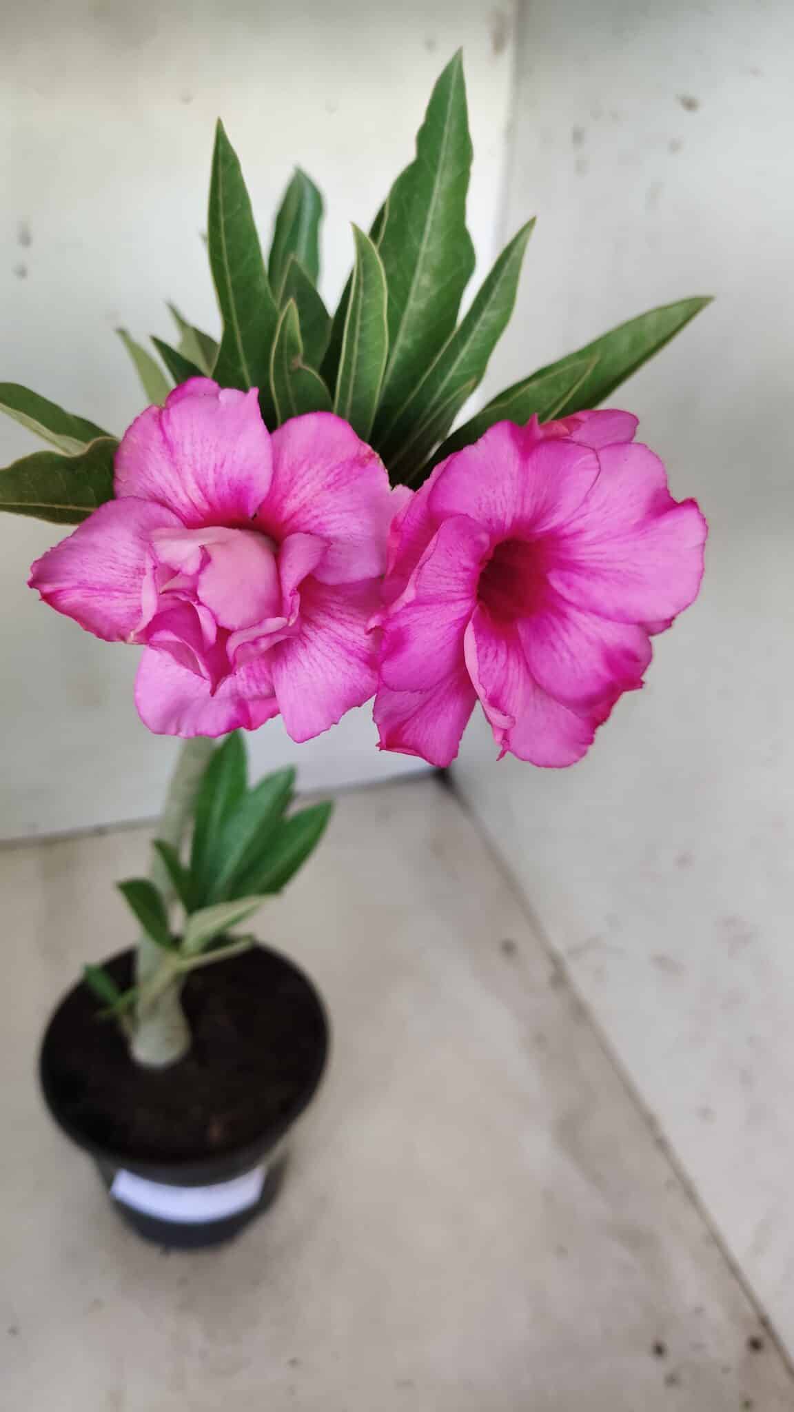 Planta Dobrada 2818 – 30cm – 02 anos