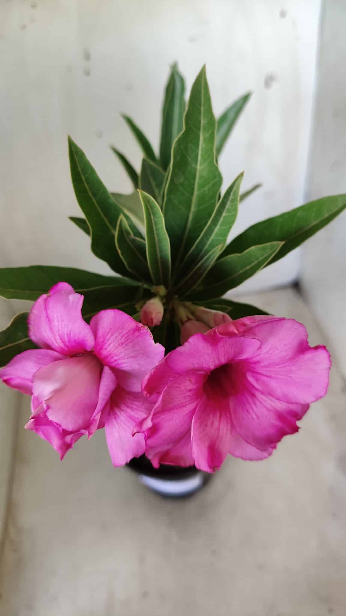 Planta Dobrada 2818 – 30cm – 02 anos