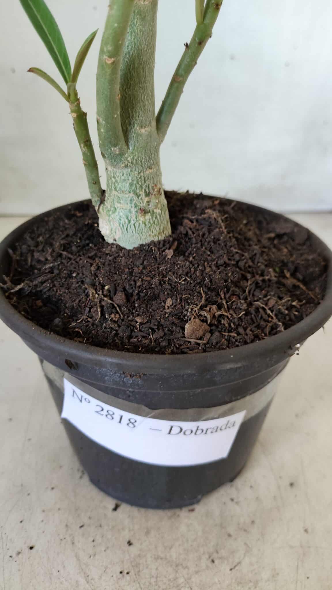 Planta Dobrada 2818 – 30cm – 02 anos