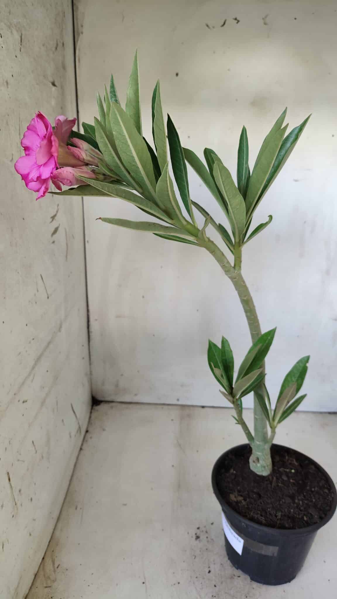Planta Dobrada 2818 – 30cm – 02 anos