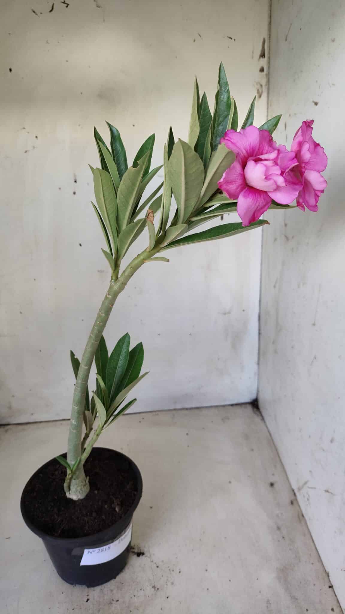 Planta Dobrada 2818 – 30cm – 02 anos