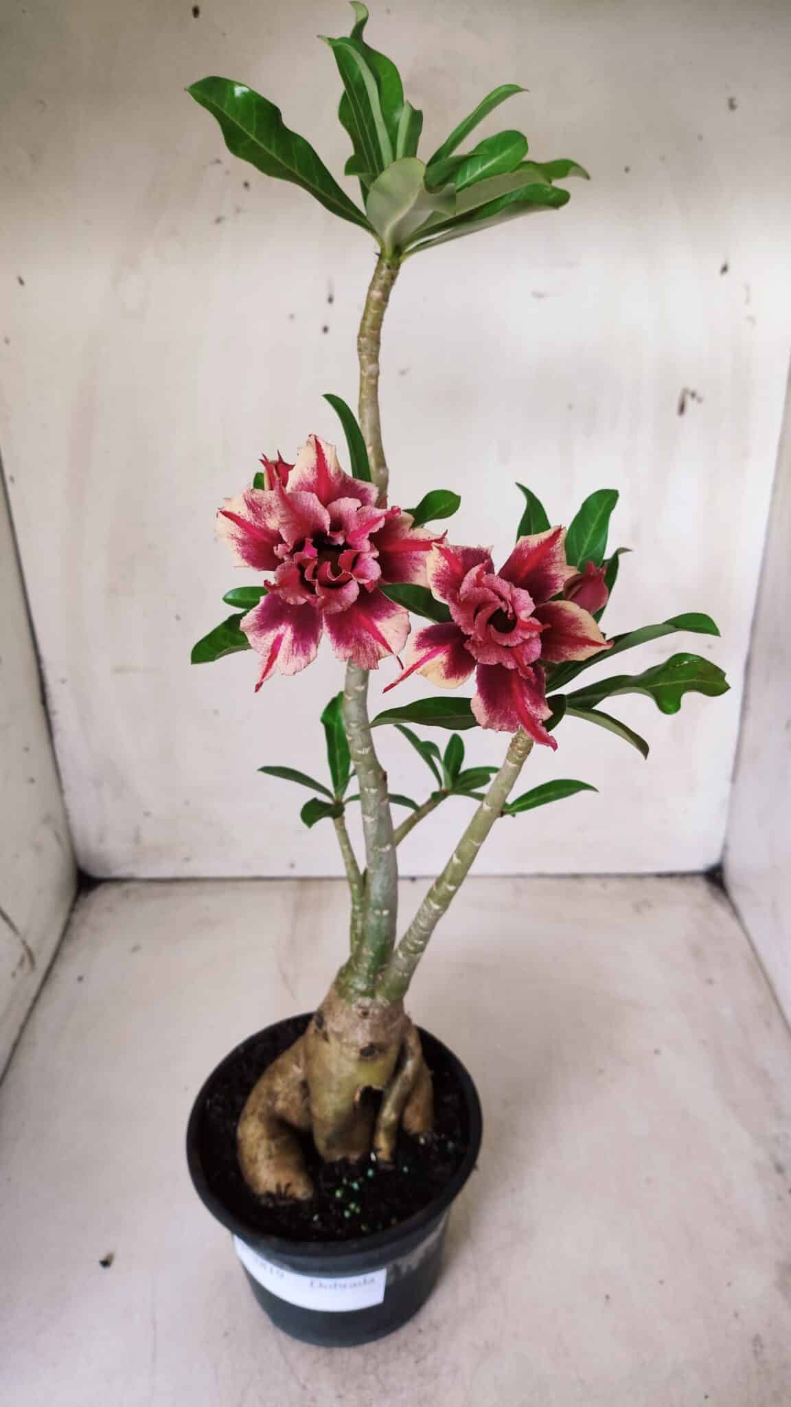 Planta Dobrada 2819 – 45cm – 03 anos