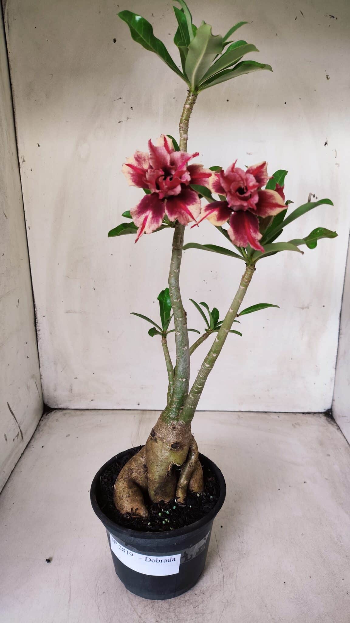 Planta Dobrada 2819 – 45cm – 03 anos