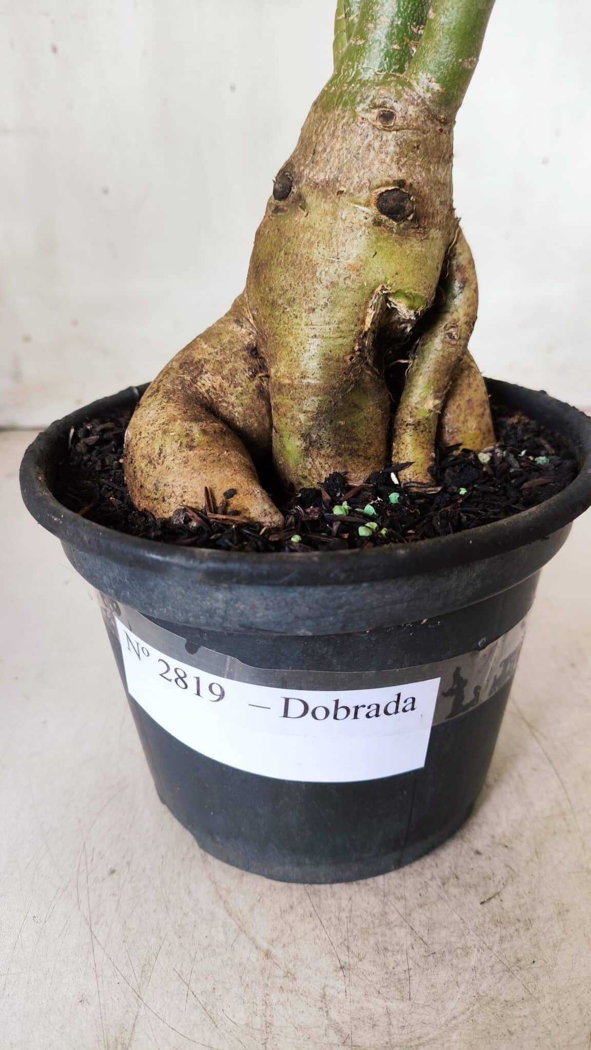 Planta Dobrada 2819 – 45cm – 03 anos