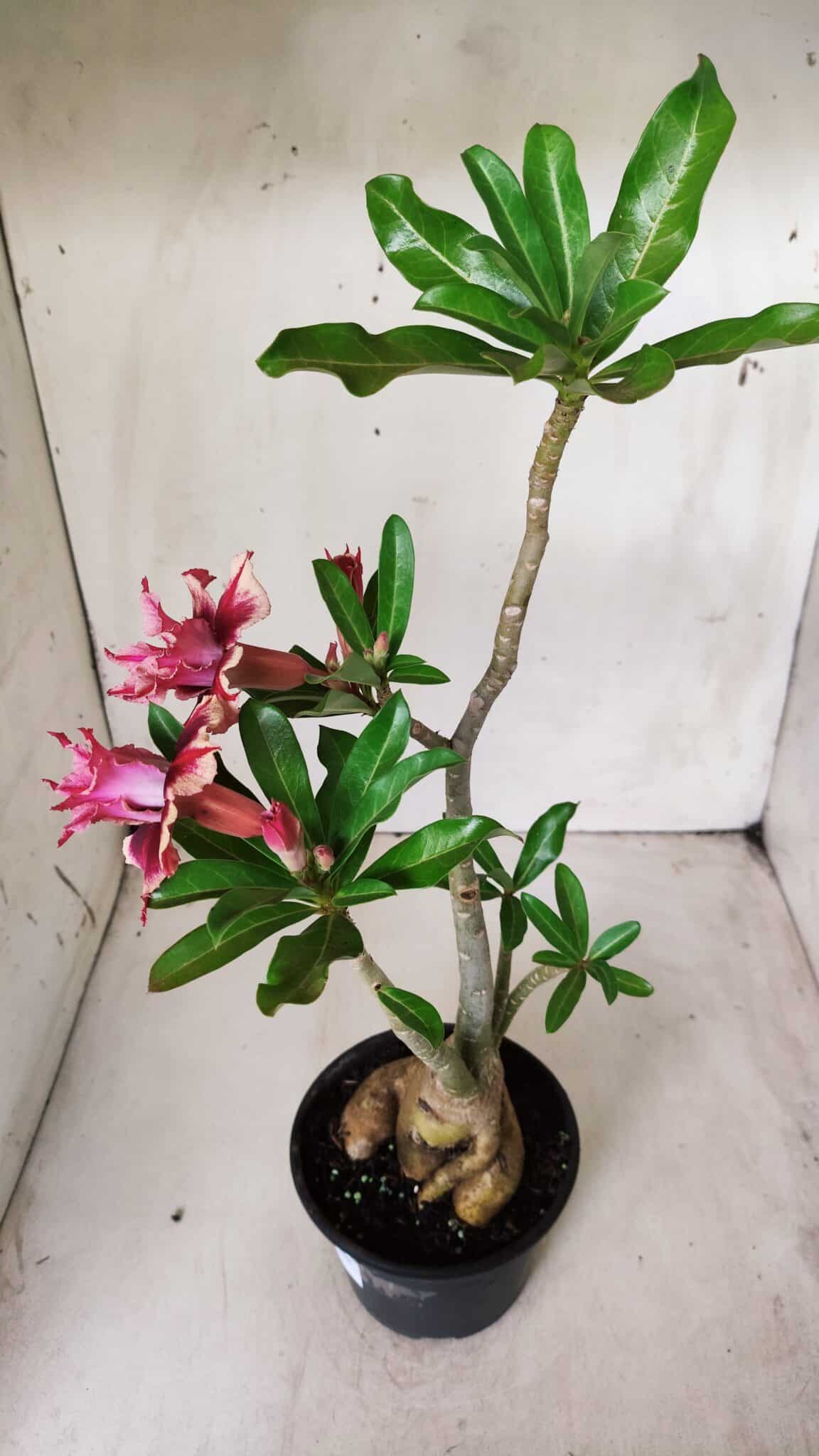 Planta Dobrada 2819 – 45cm – 03 anos