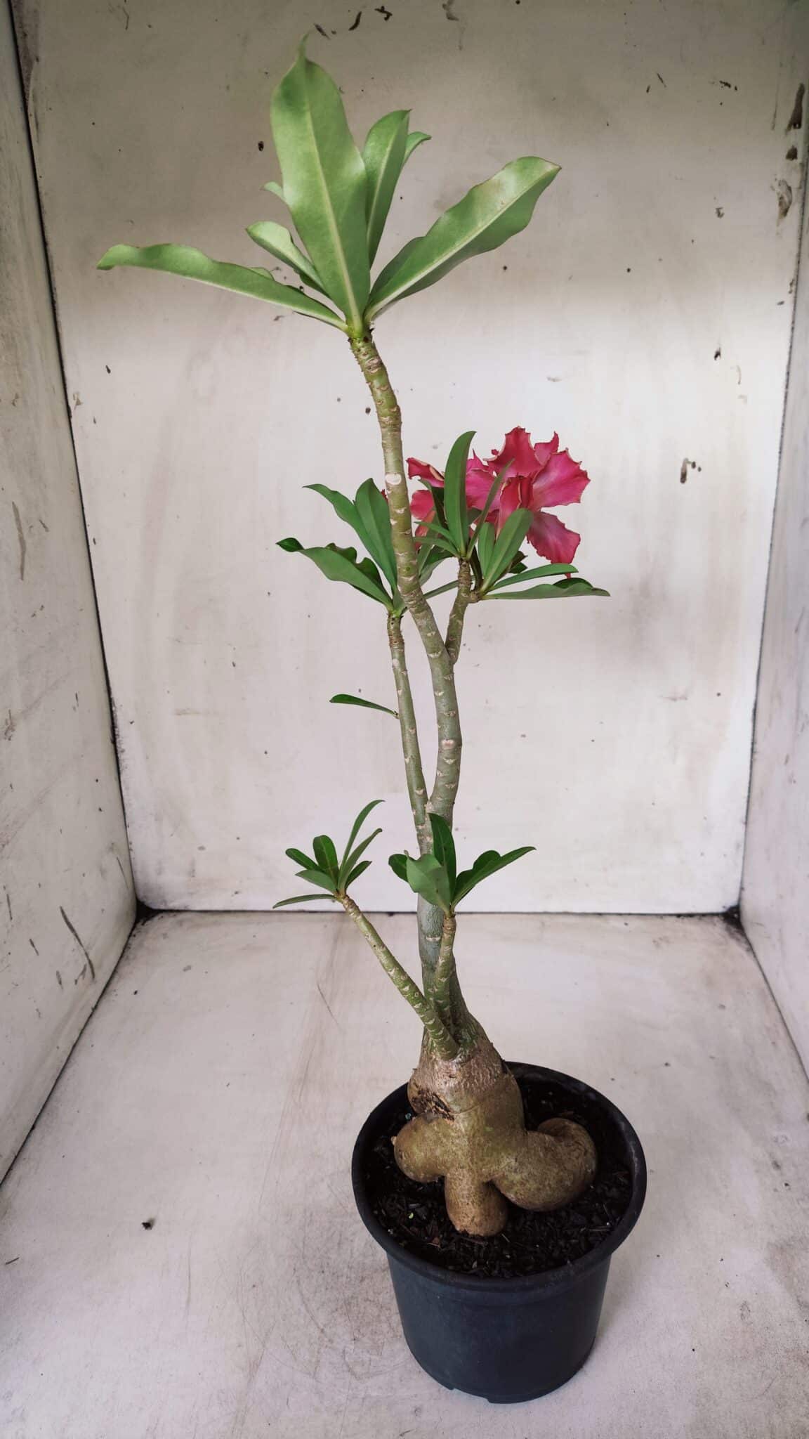 Planta Dobrada 2819 – 45cm – 03 anos