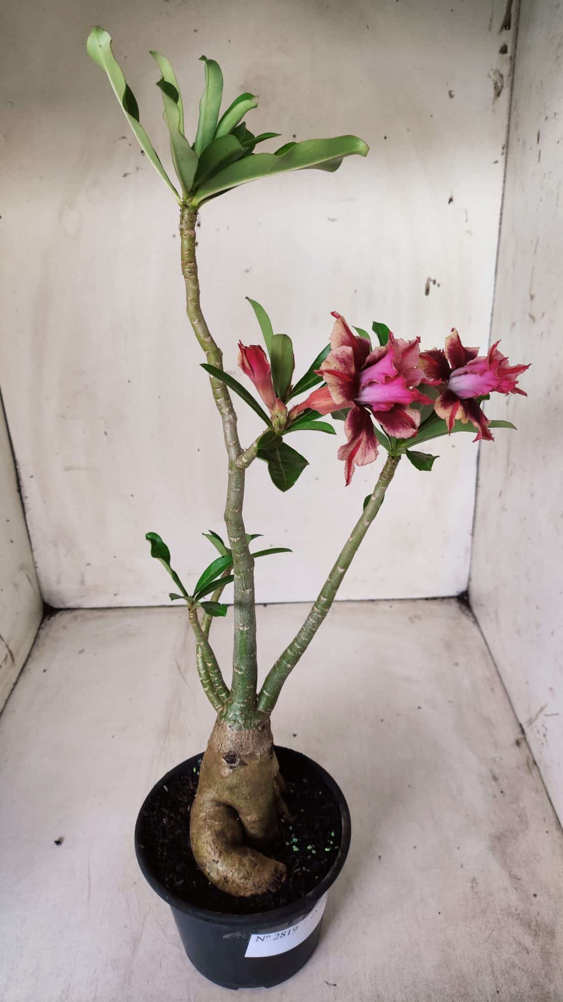 Planta Dobrada 2819 – 45cm – 03 anos