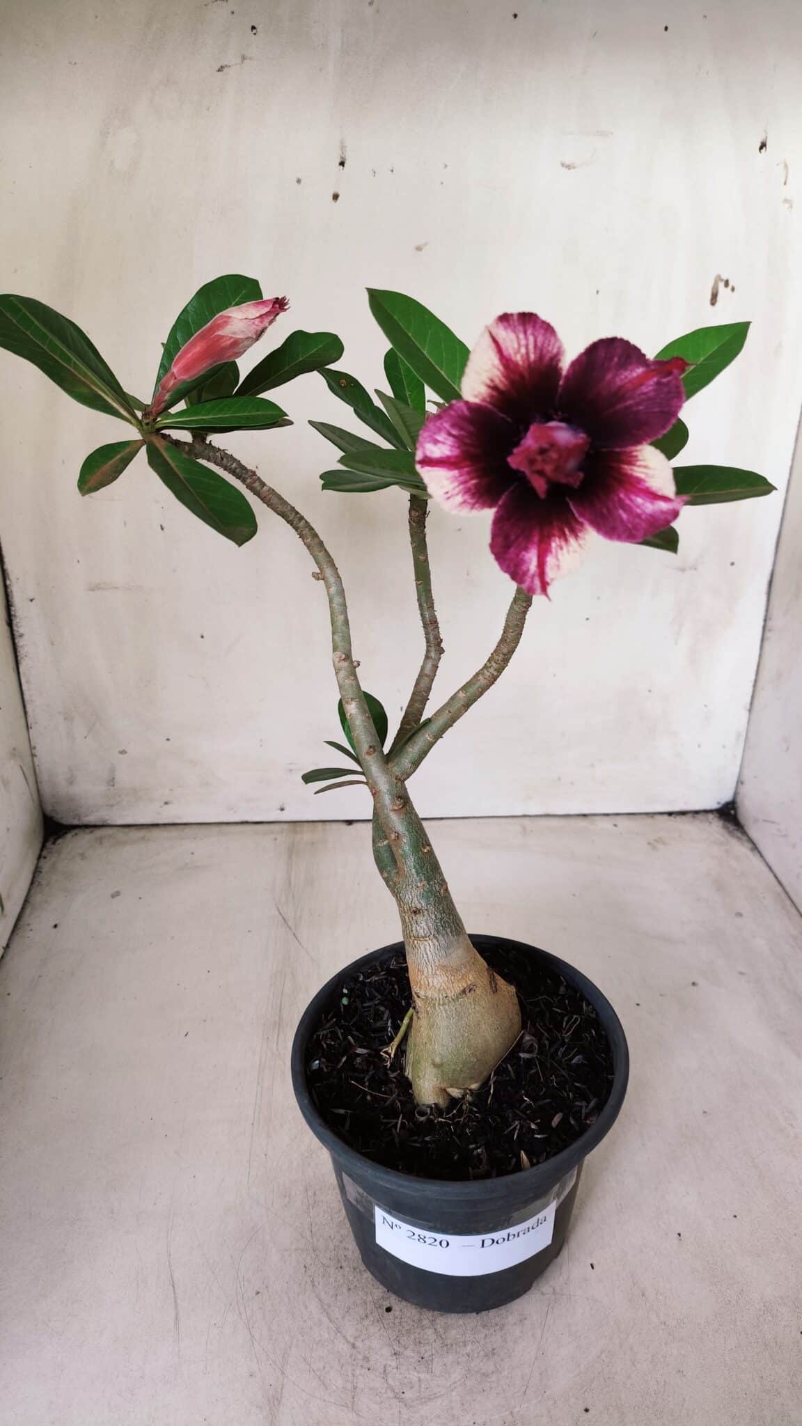Planta Dobrada 2820 – 30cm – 02 anos