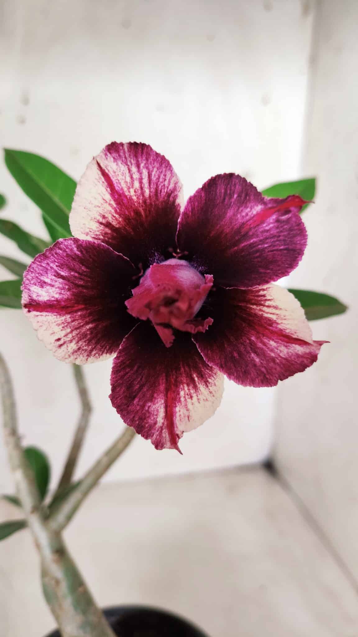Planta Dobrada 2820 – 30cm – 02 anos