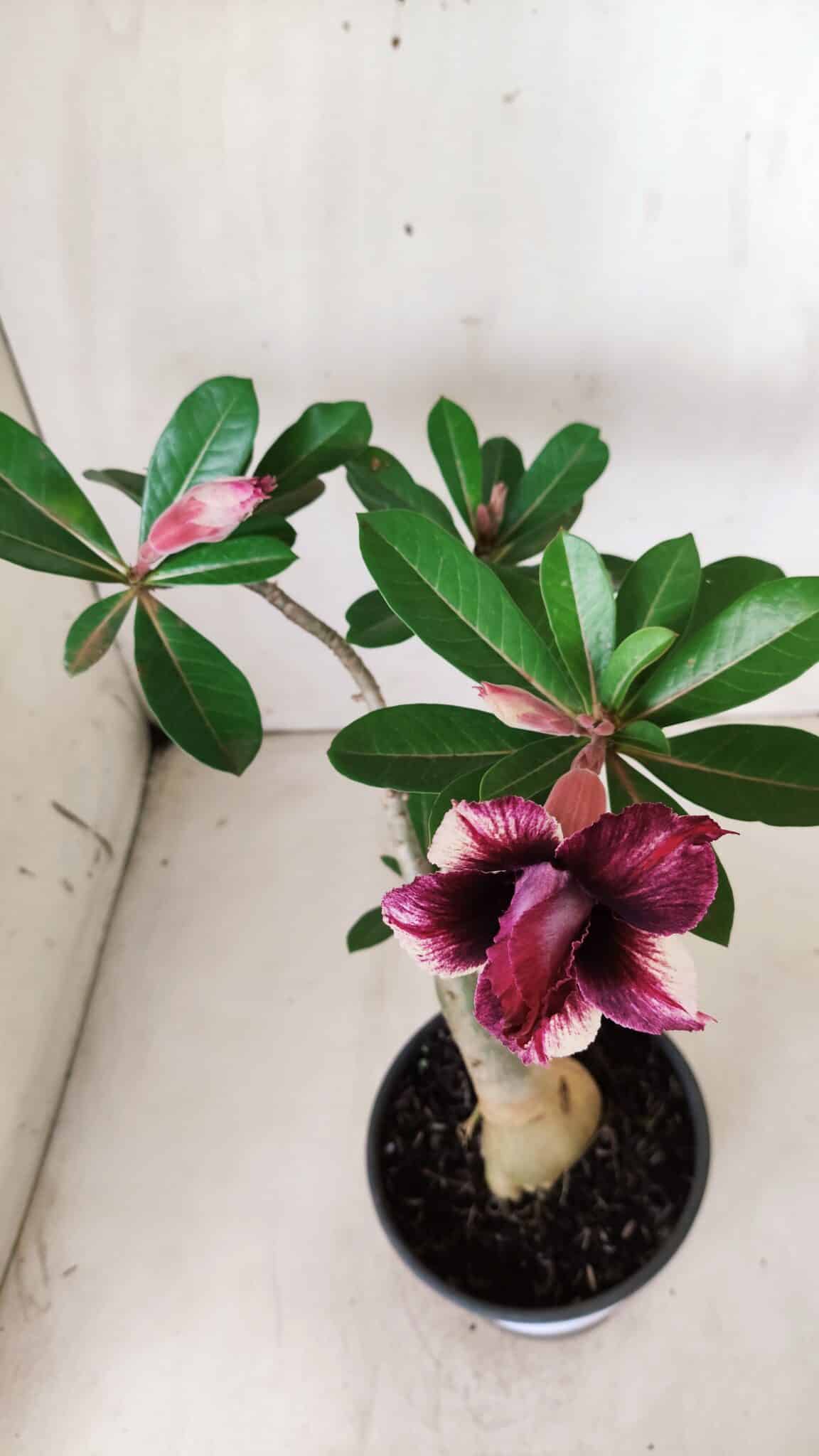Planta Dobrada 2820 – 30cm – 02 anos