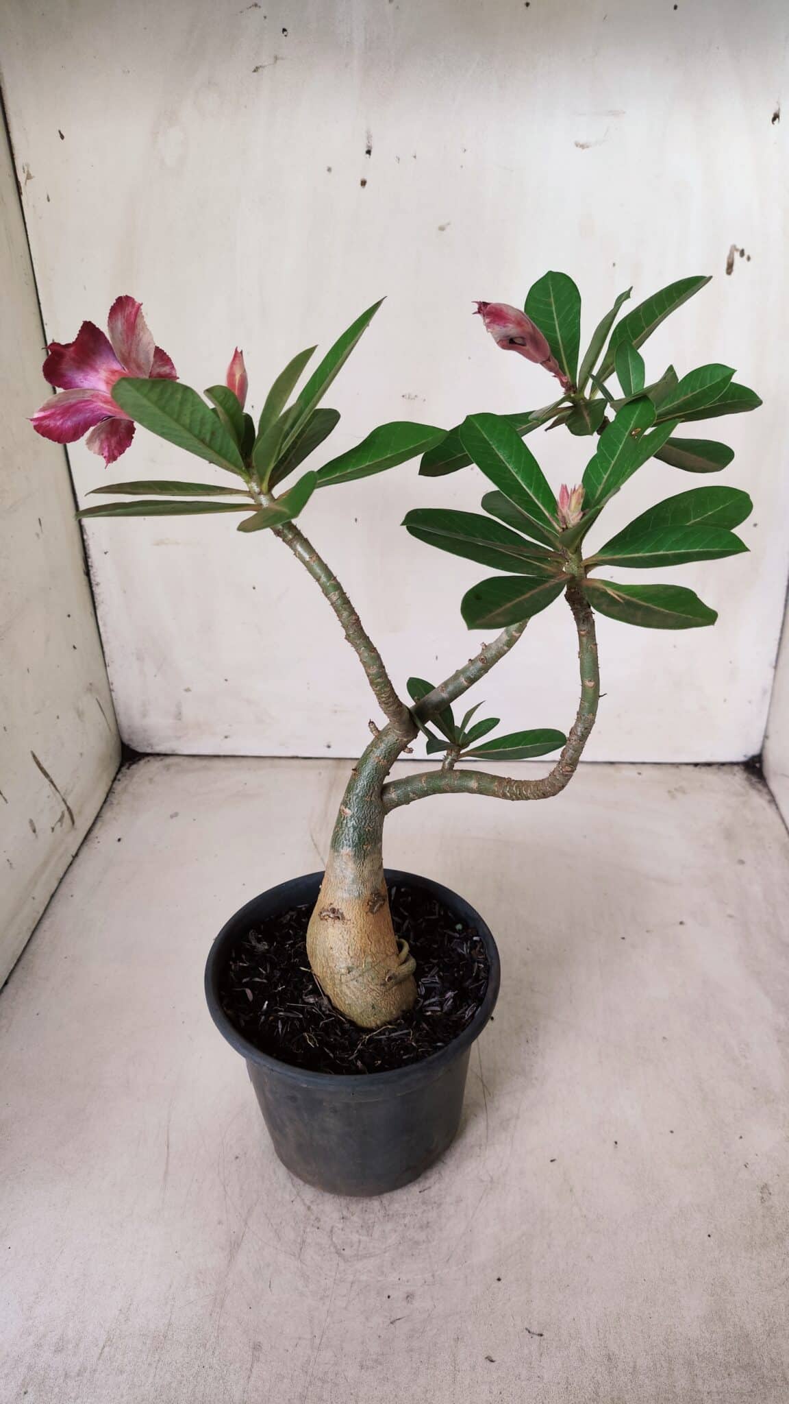 Planta Dobrada 2820 – 30cm – 02 anos