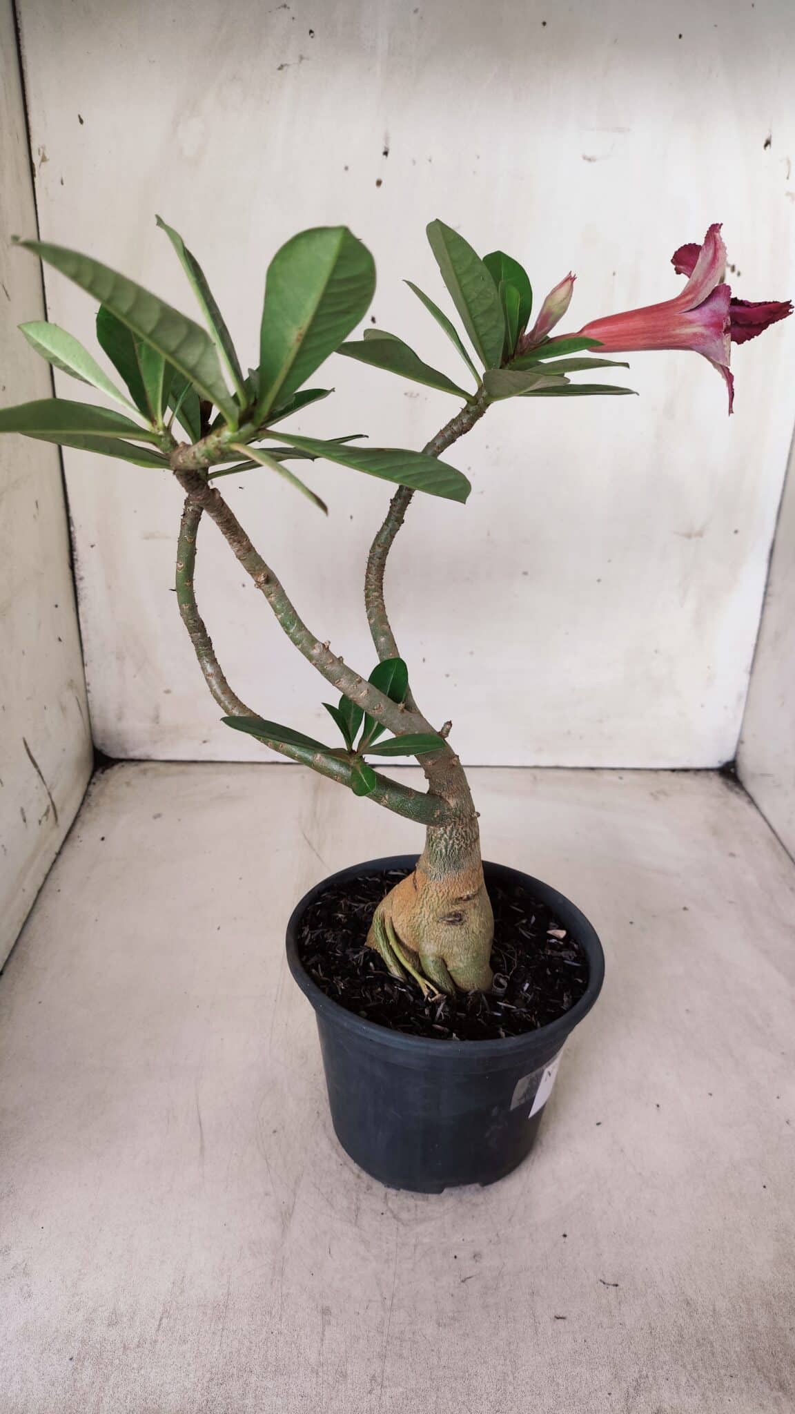 Planta Dobrada 2820 – 30cm – 02 anos
