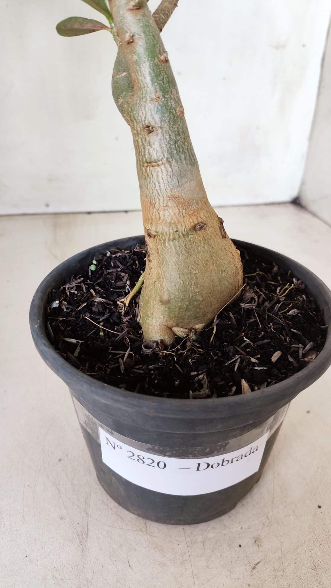Planta Dobrada 2820 – 30cm – 02 anos