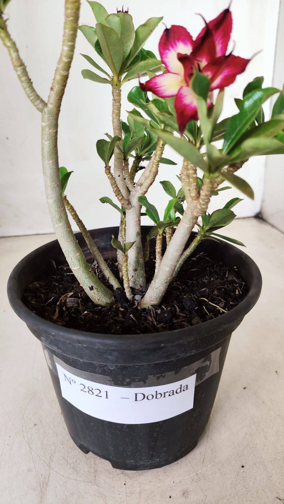 Planta Dobrada 2821 – 30cm – 02 anos