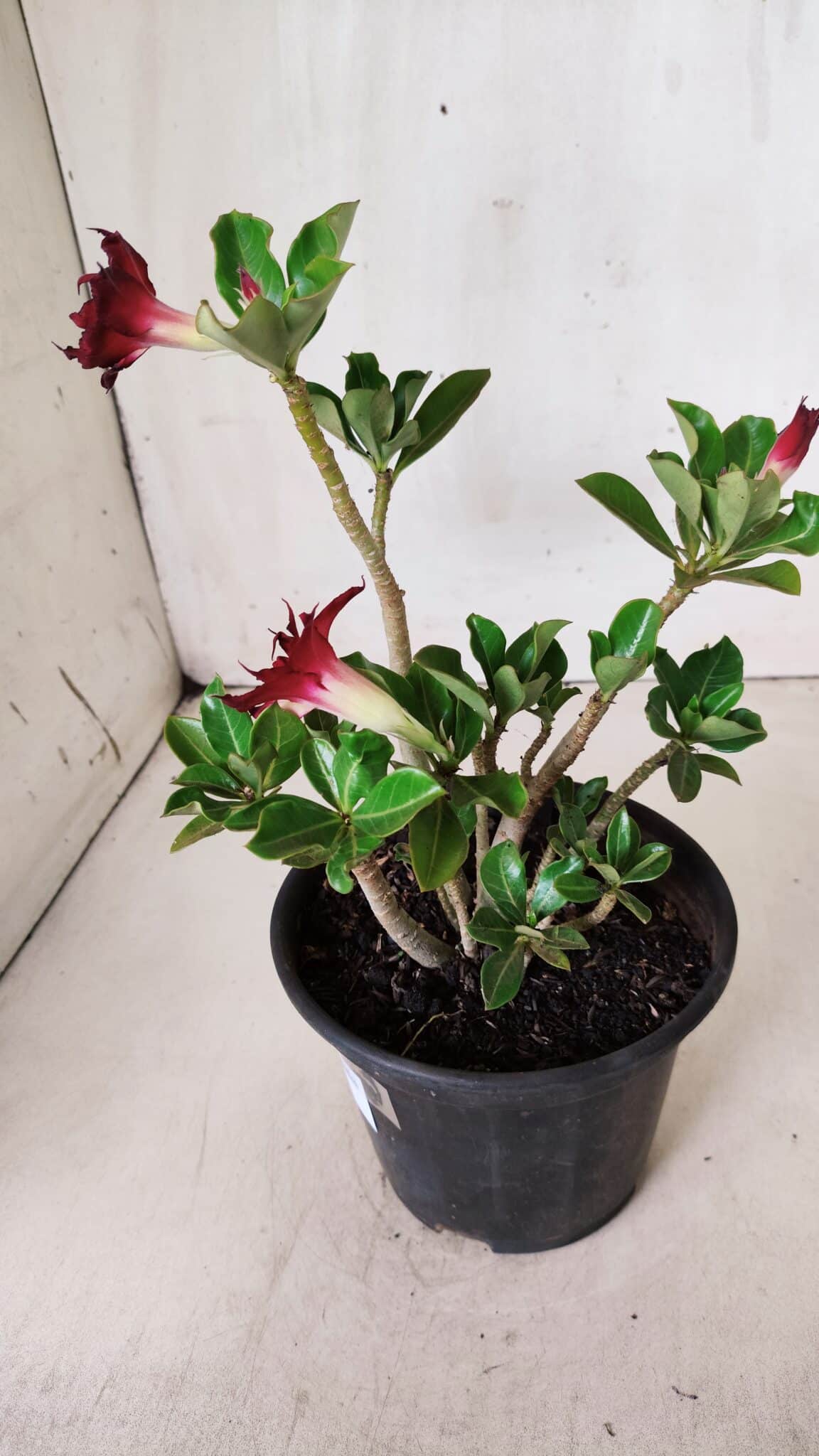Planta Dobrada 2821 – 30cm – 02 anos