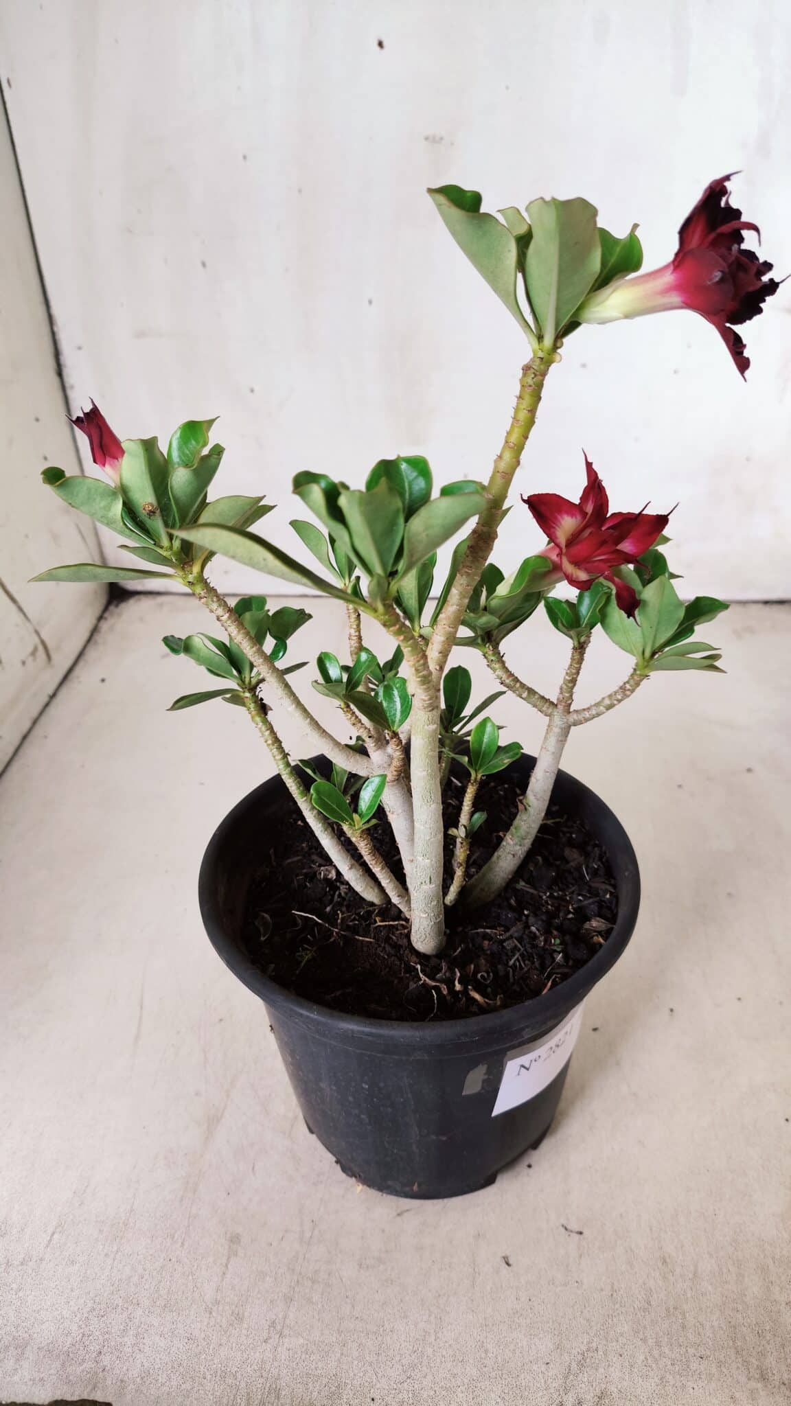 Planta Dobrada 2821 – 30cm – 02 anos