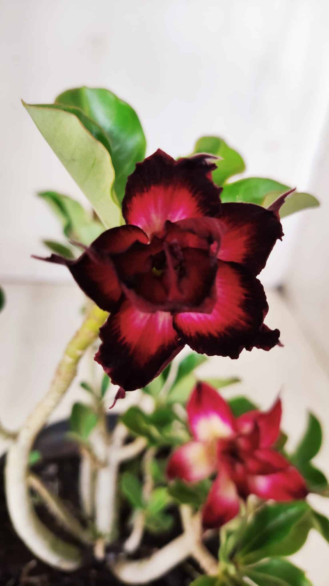 Planta Dobrada 2821 – 30cm – 02 anos