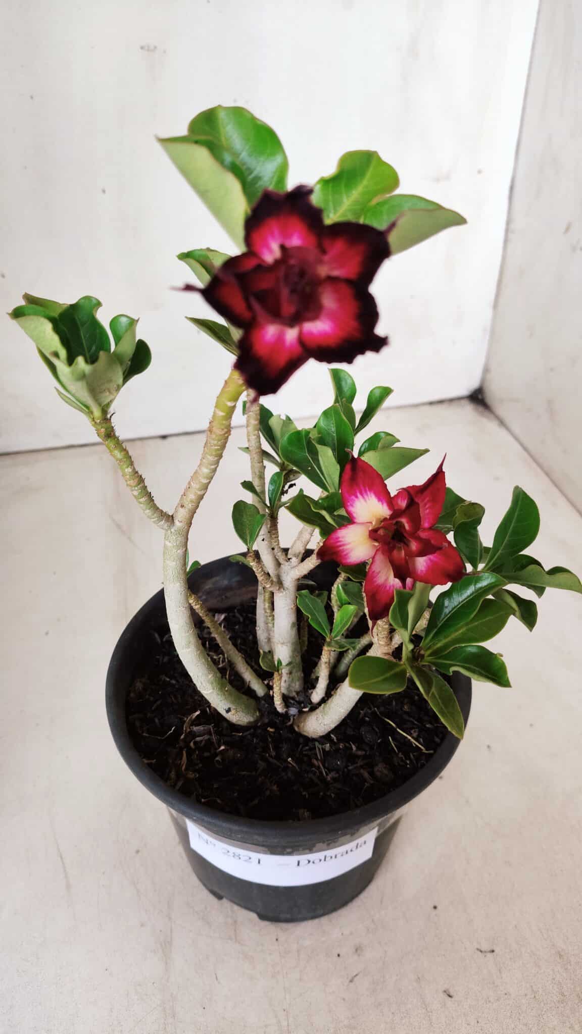 Planta Dobrada 2821 – 30cm – 02 anos