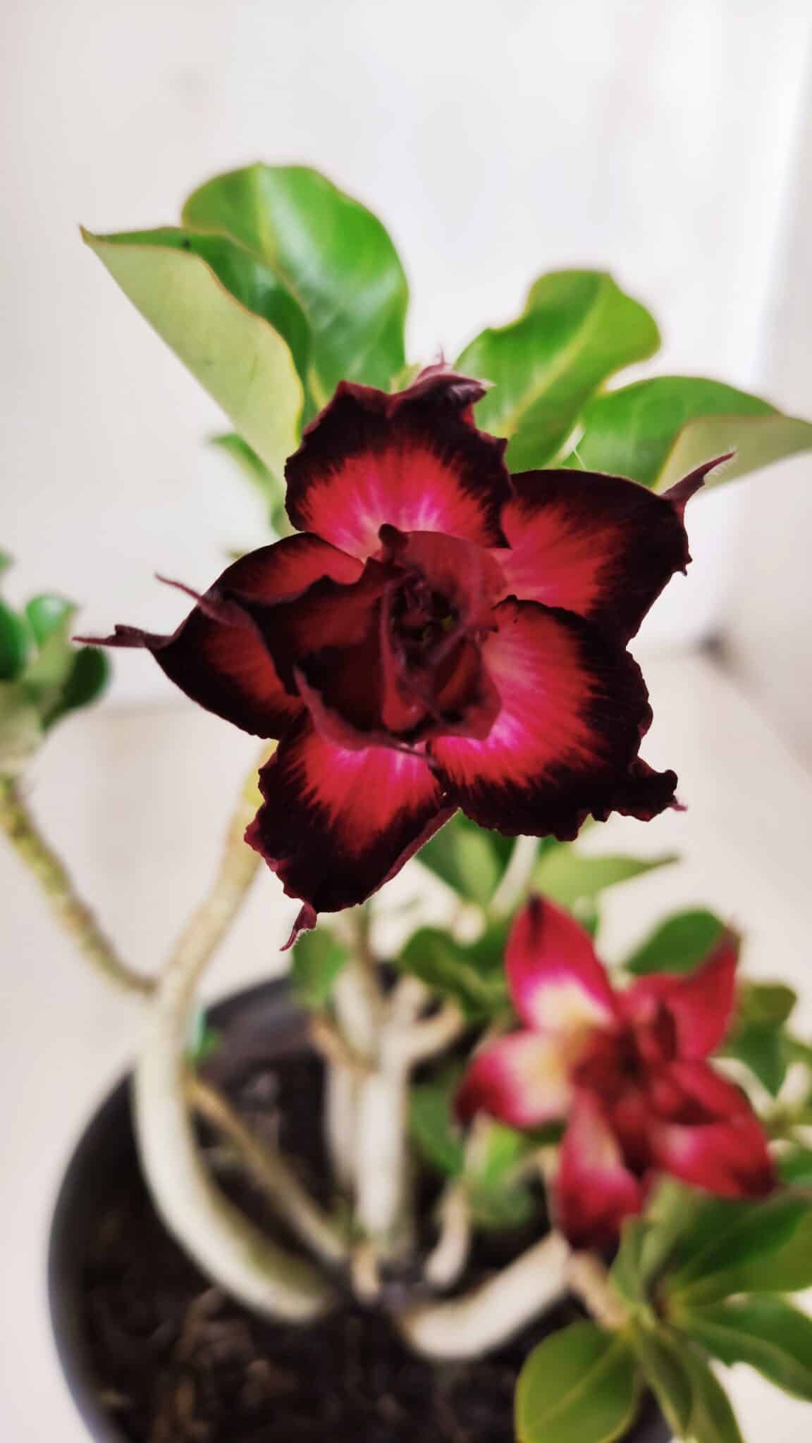 Planta Dobrada 2821 – 30cm – 02 anos