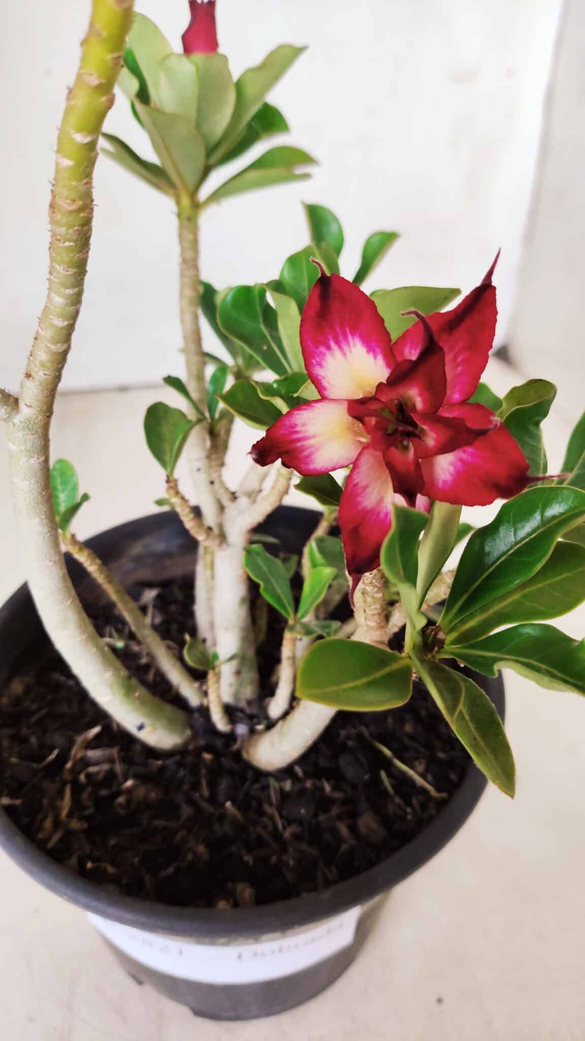 Planta Dobrada 2821 – 30cm – 02 anos