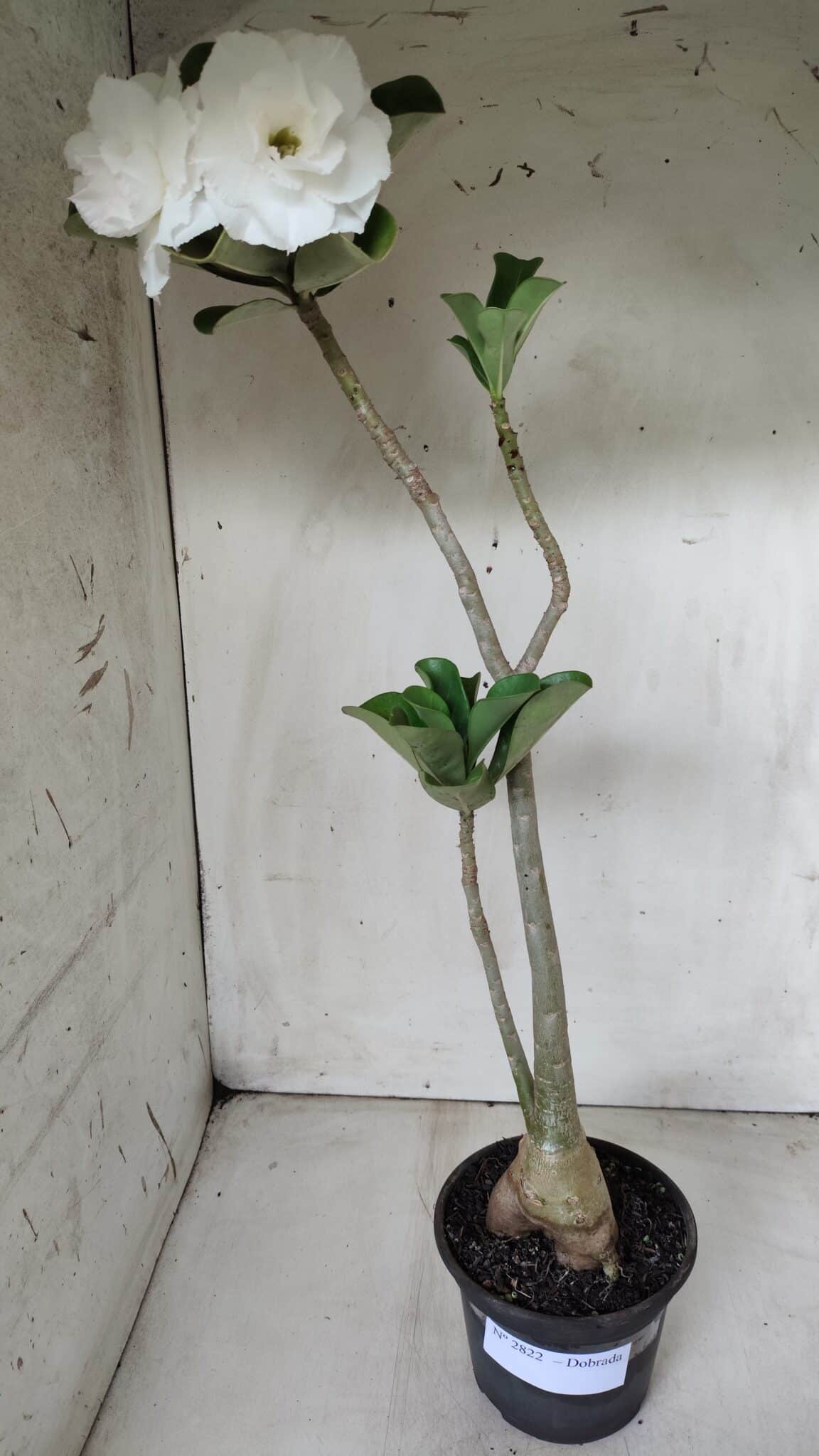 Planta Dobrada 2822 – 40cm – 03 anos