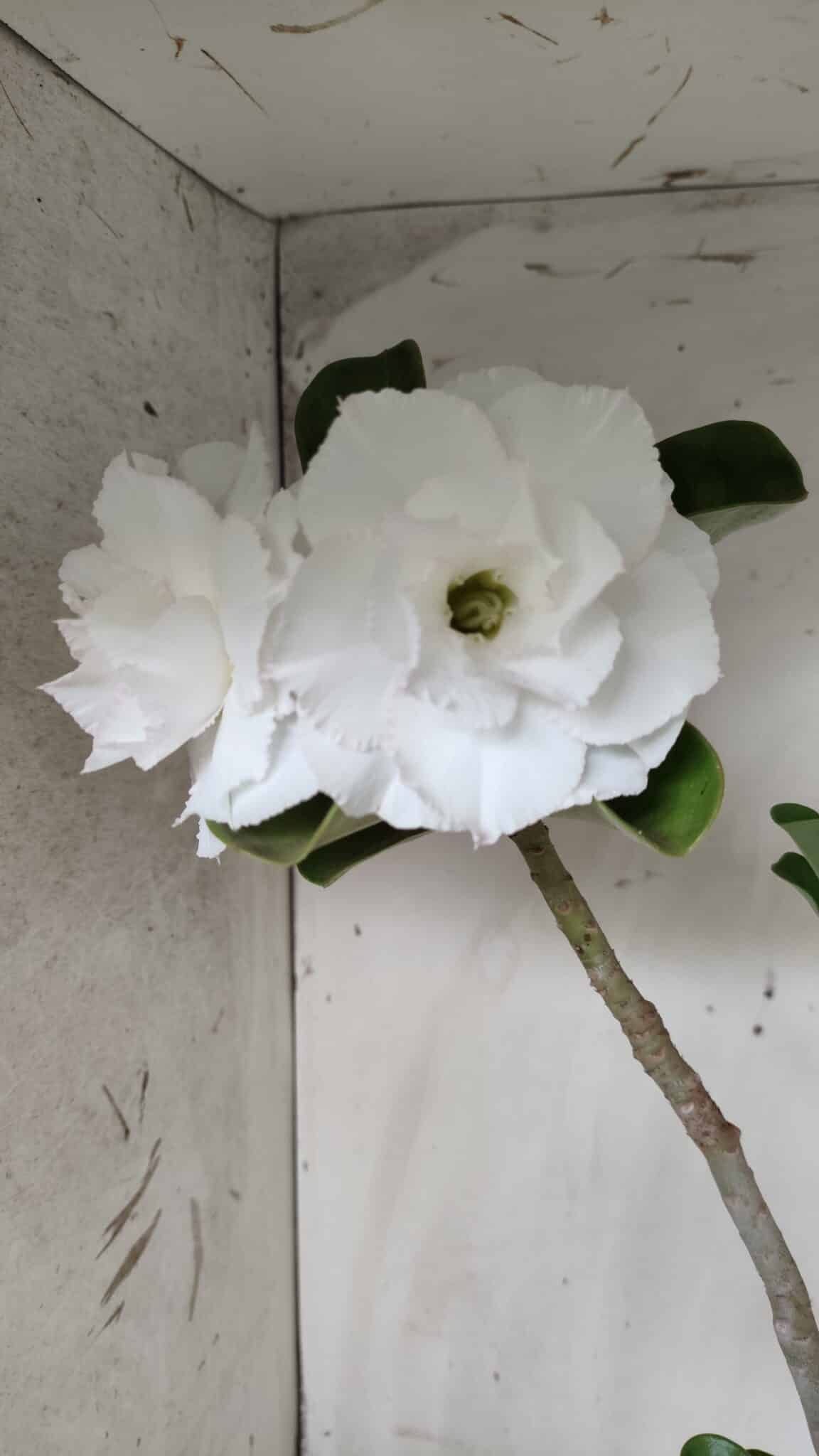 Planta Dobrada 2822 – 40cm – 03 anos