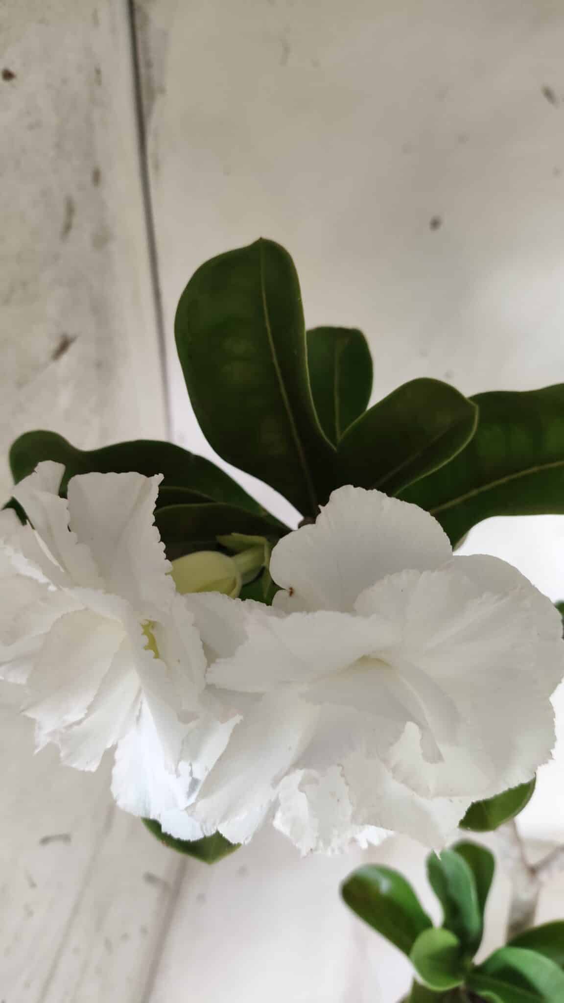 Planta Dobrada 2822 – 40cm – 03 anos