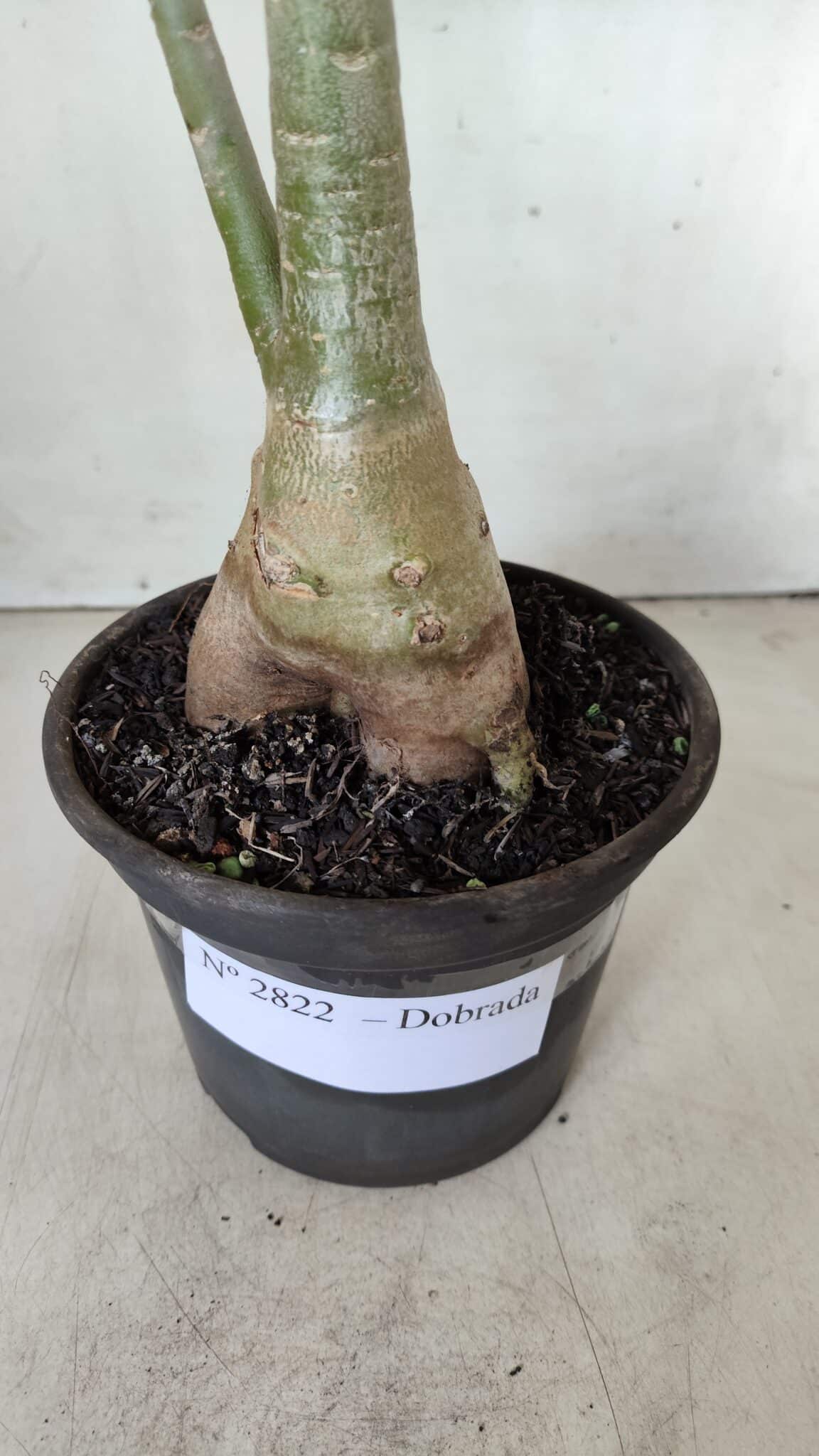 Planta Dobrada 2822 – 40cm – 03 anos