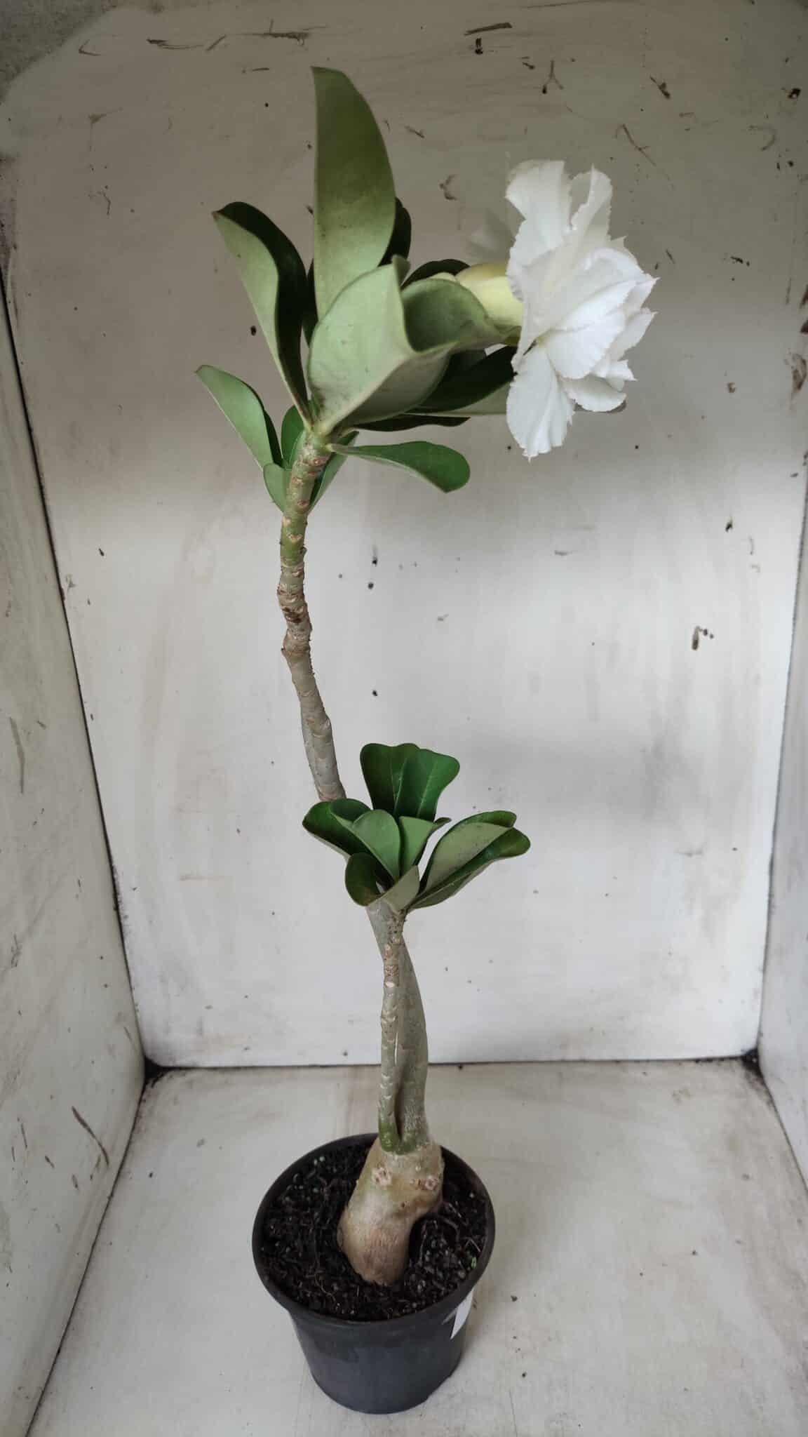 Planta Dobrada 2822 – 40cm – 03 anos