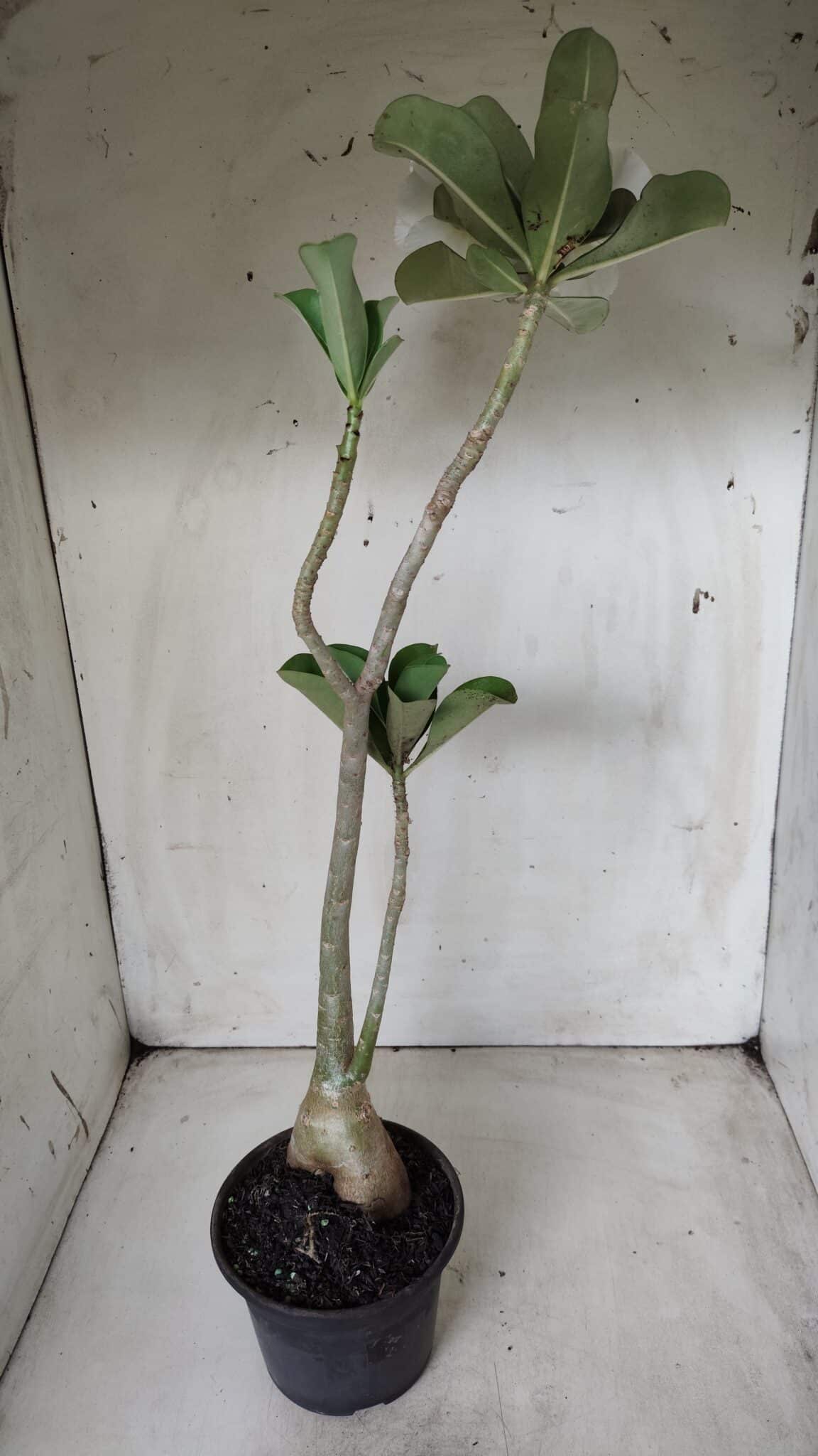 Planta Dobrada 2822 – 40cm – 03 anos