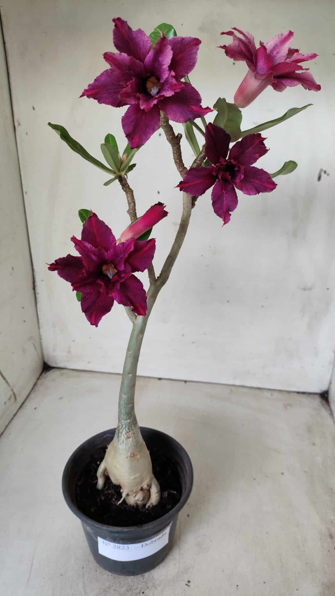Planta Dobrada 2823 – 40cm – 03 anos