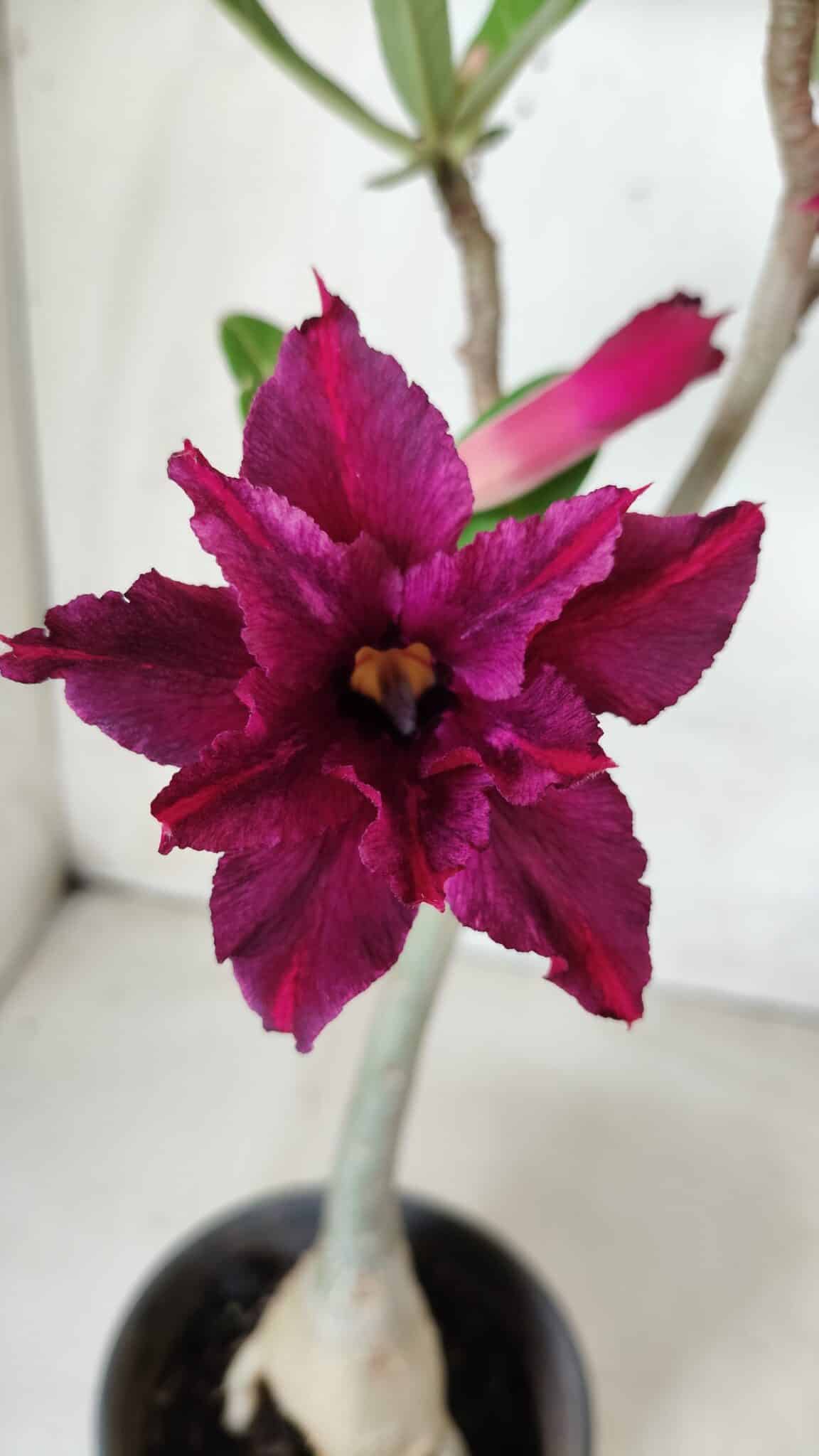 Planta Dobrada 2823 – 40cm – 03 anos