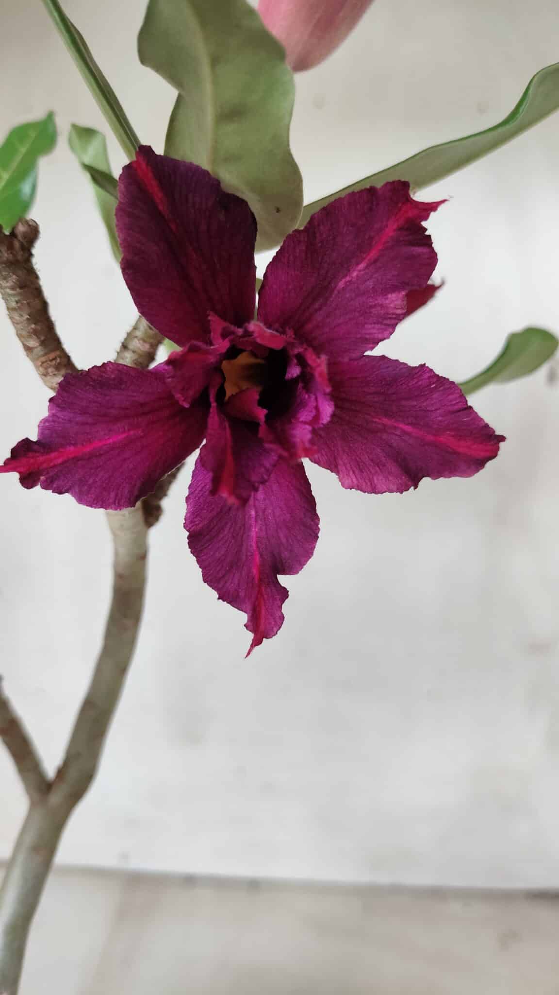 Planta Dobrada 2823 – 40cm – 03 anos