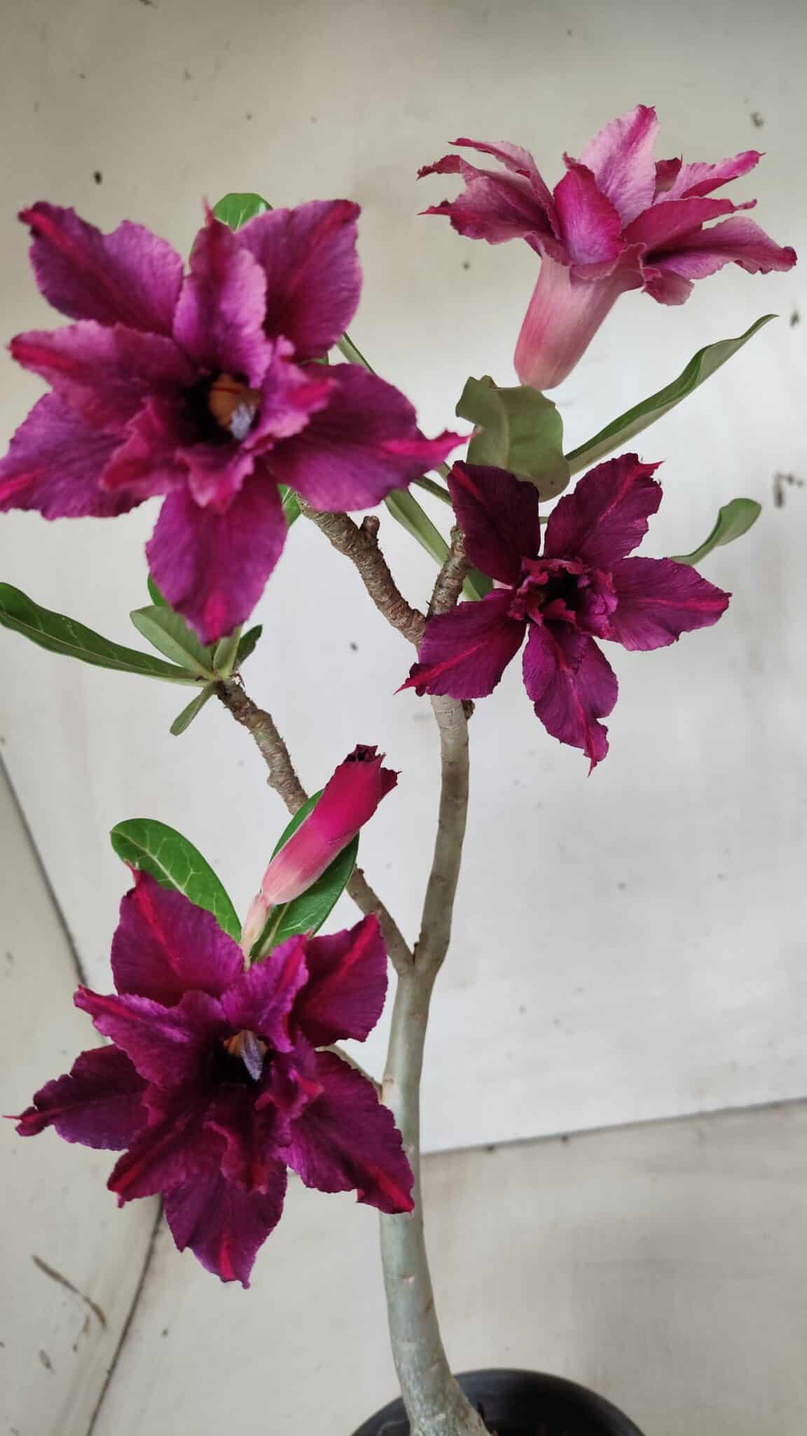 Planta Dobrada 2823 – 40cm – 03 anos