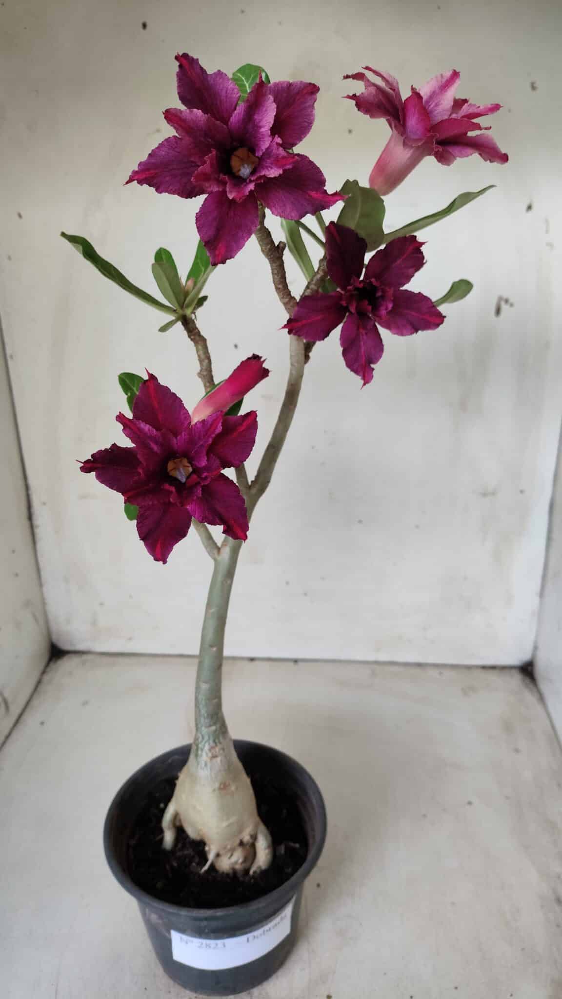 Planta Dobrada 2823 – 40cm – 03 anos
