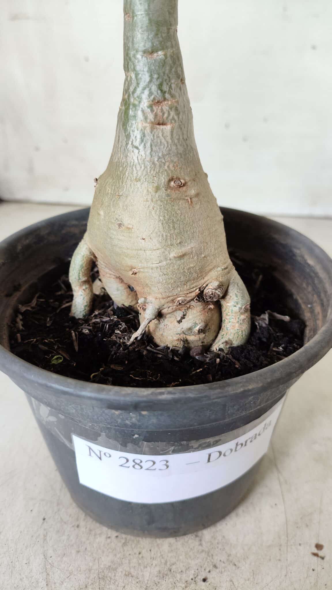 Planta Dobrada 2823 – 40cm – 03 anos
