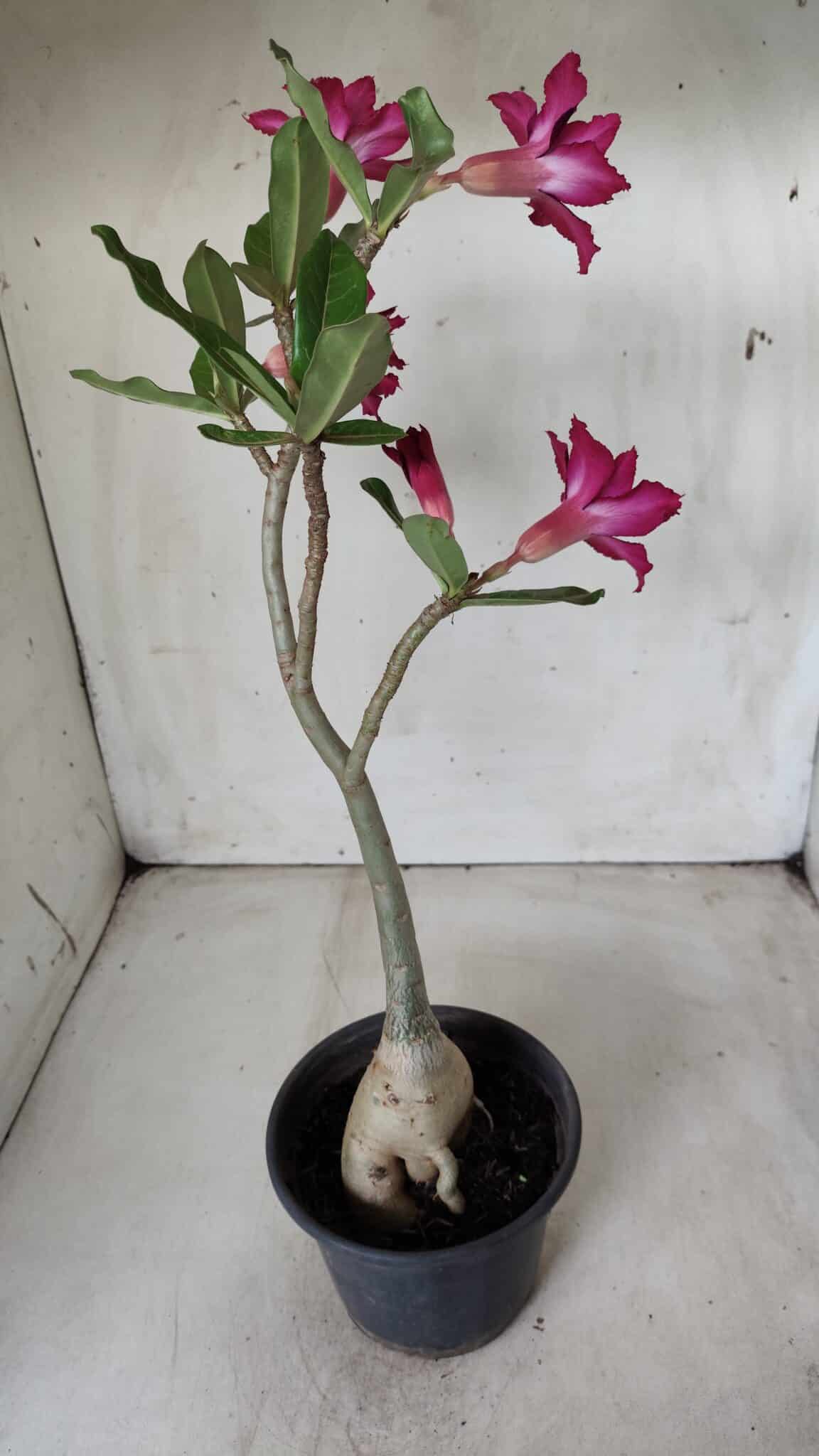 Planta Dobrada 2823 – 40cm – 03 anos