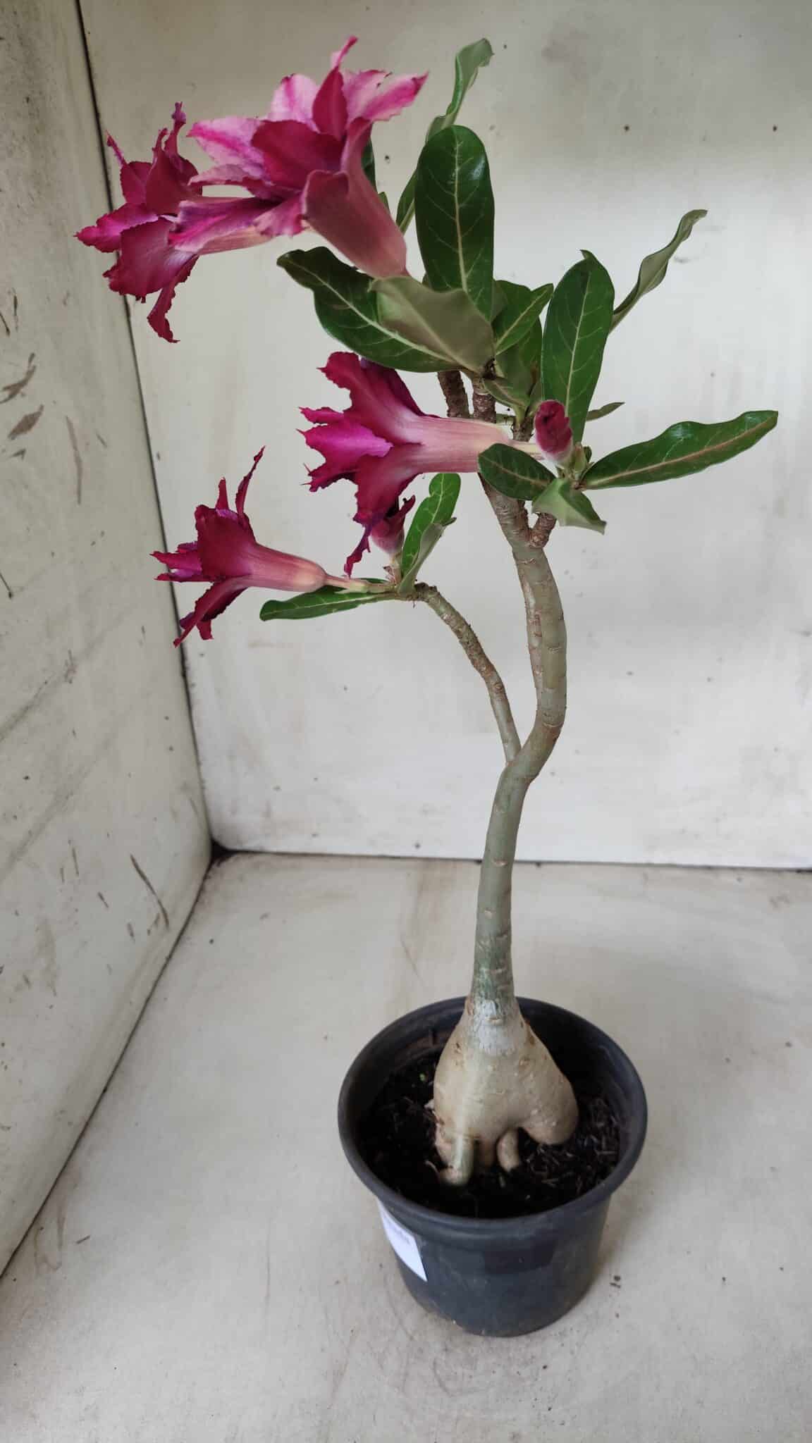 Planta Dobrada 2823 – 40cm – 03 anos