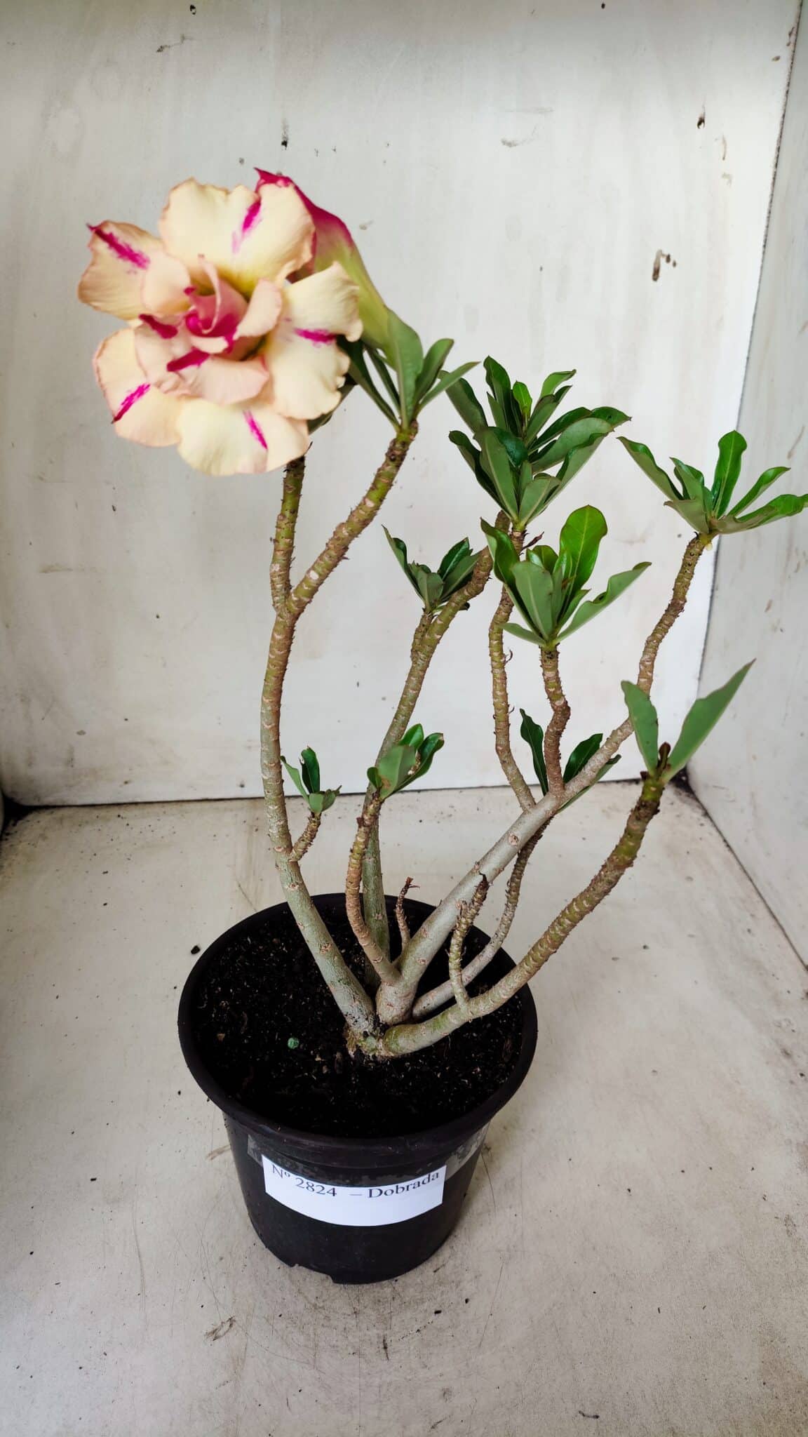 Planta Dobrada 2824 – 30cm – 02 anos