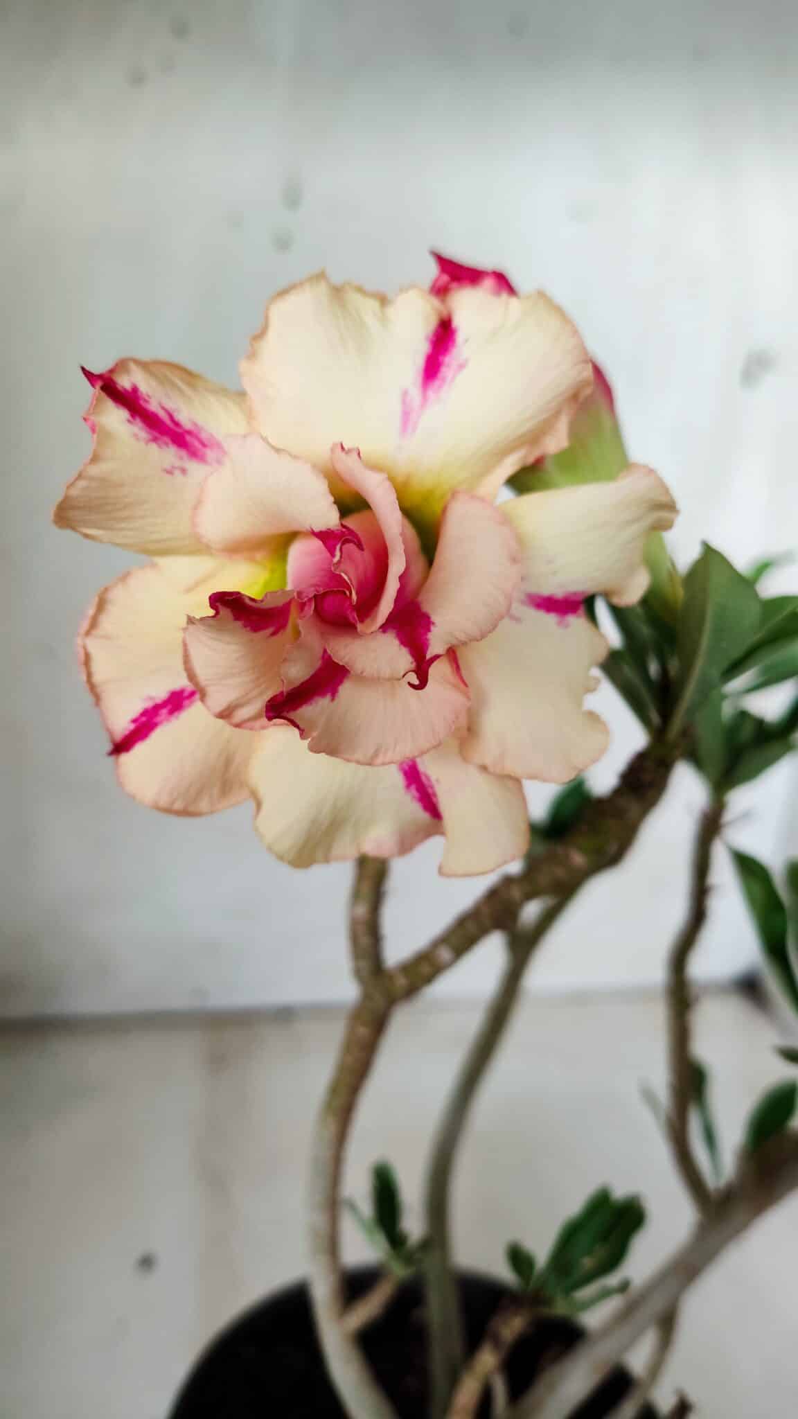 Planta Dobrada 2824 – 30cm – 02 anos