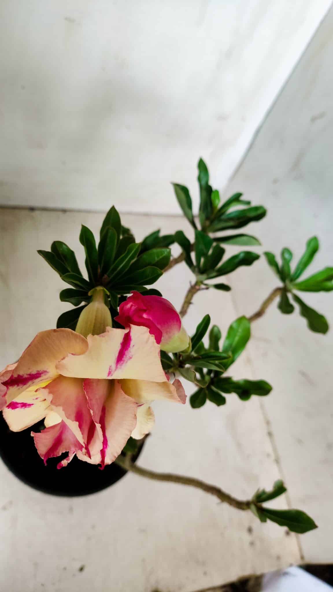 Planta Dobrada 2824 – 30cm – 02 anos