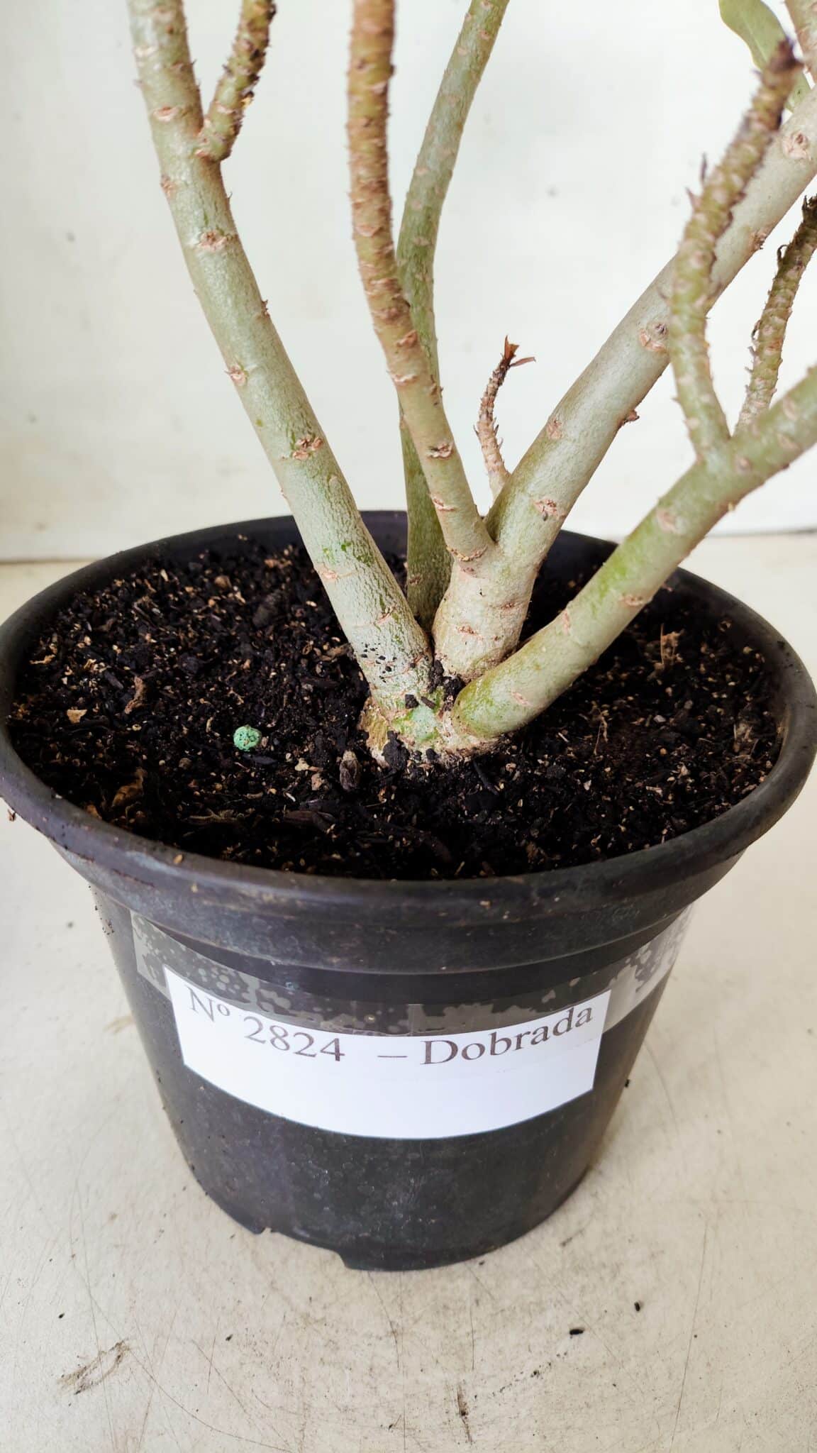 Planta Dobrada 2824 – 30cm – 02 anos