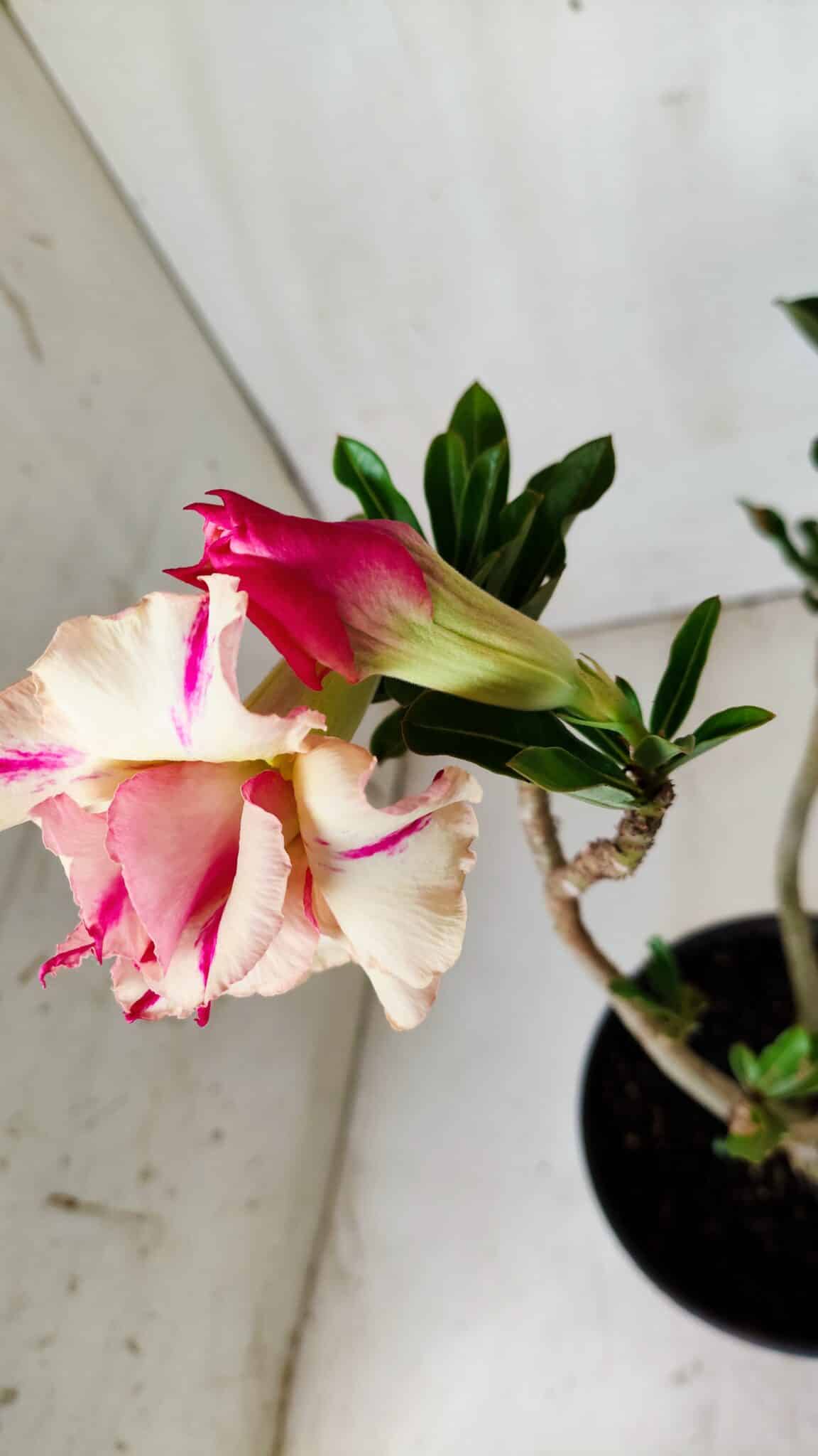 Planta Dobrada 2824 – 30cm – 02 anos