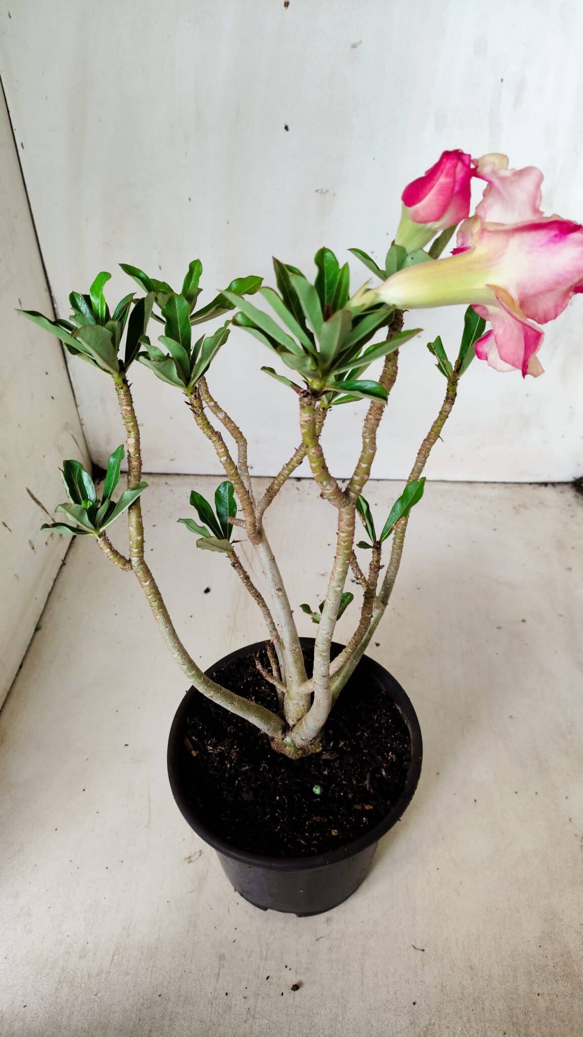 Planta Dobrada 2824 – 30cm – 02 anos